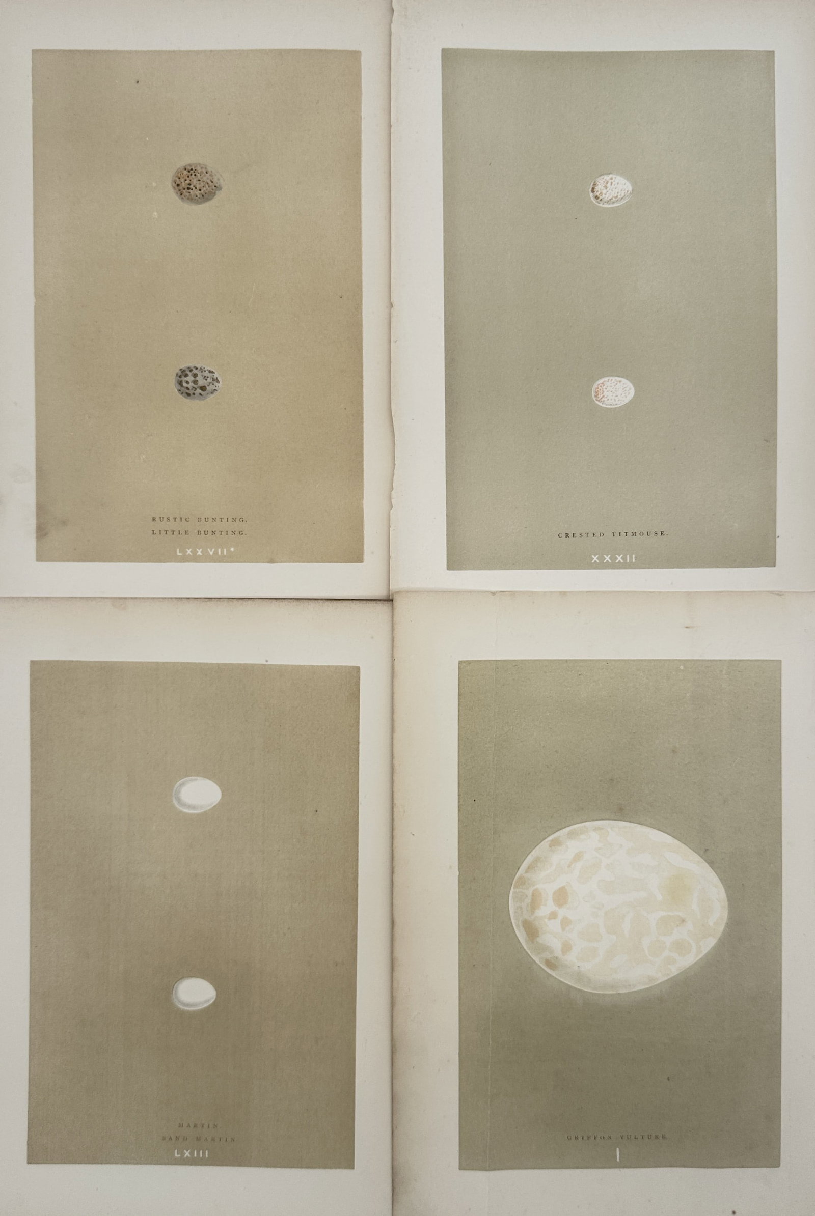 Francis Orpen Morris – Set of 4: Studies of British Avian Eggs – Engravings (19th Century) (1 of 2)