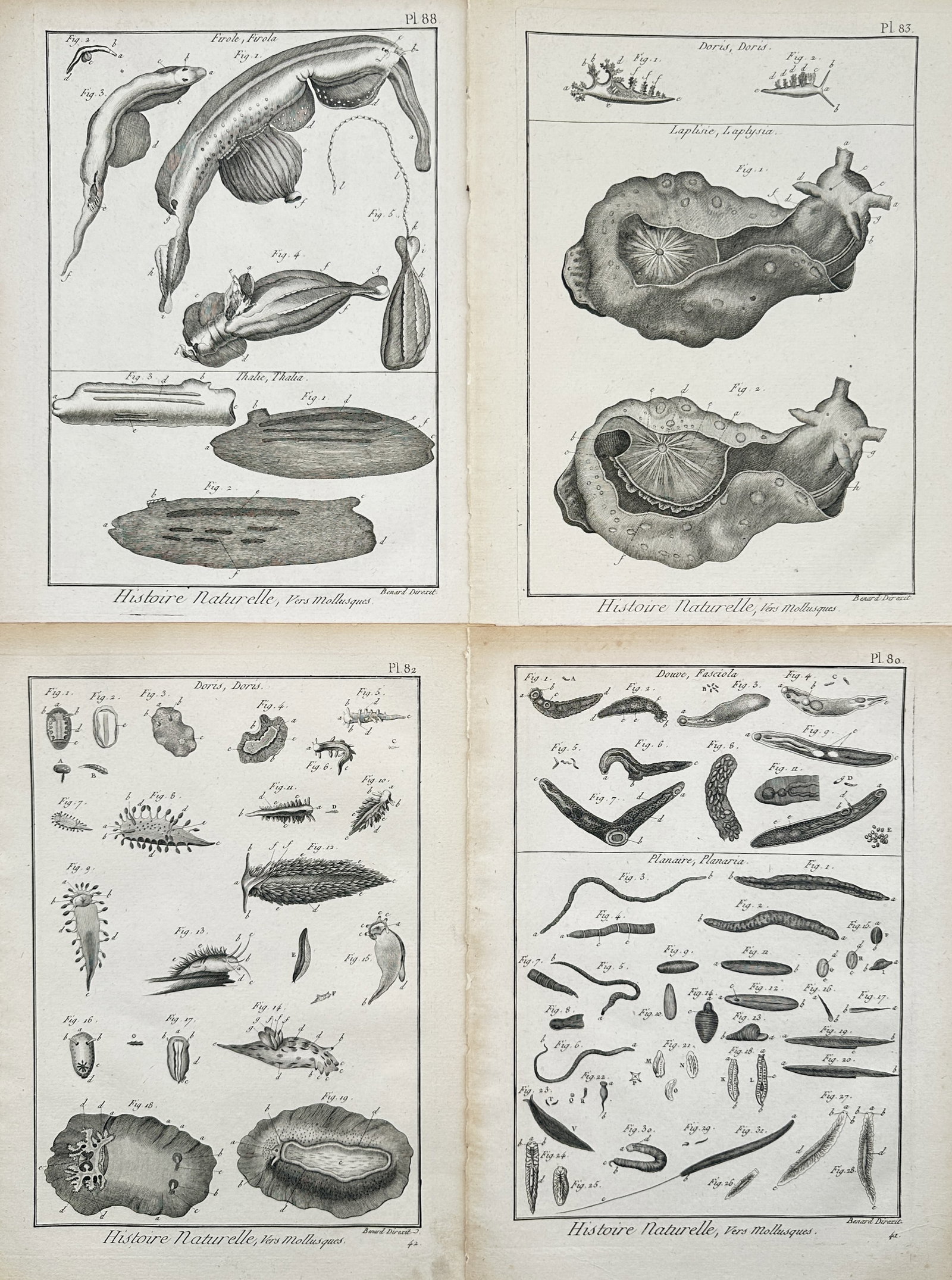 Robert Benard – Set of 4: Natural History Studies of Marine Worms and Mollusks – Engravings: "Natural History of Mollusks and Worms" This set of four prints displays detailed zoological engravings depicting various species of marine invertebrates, including sea slugs, planarians, and soft-bod