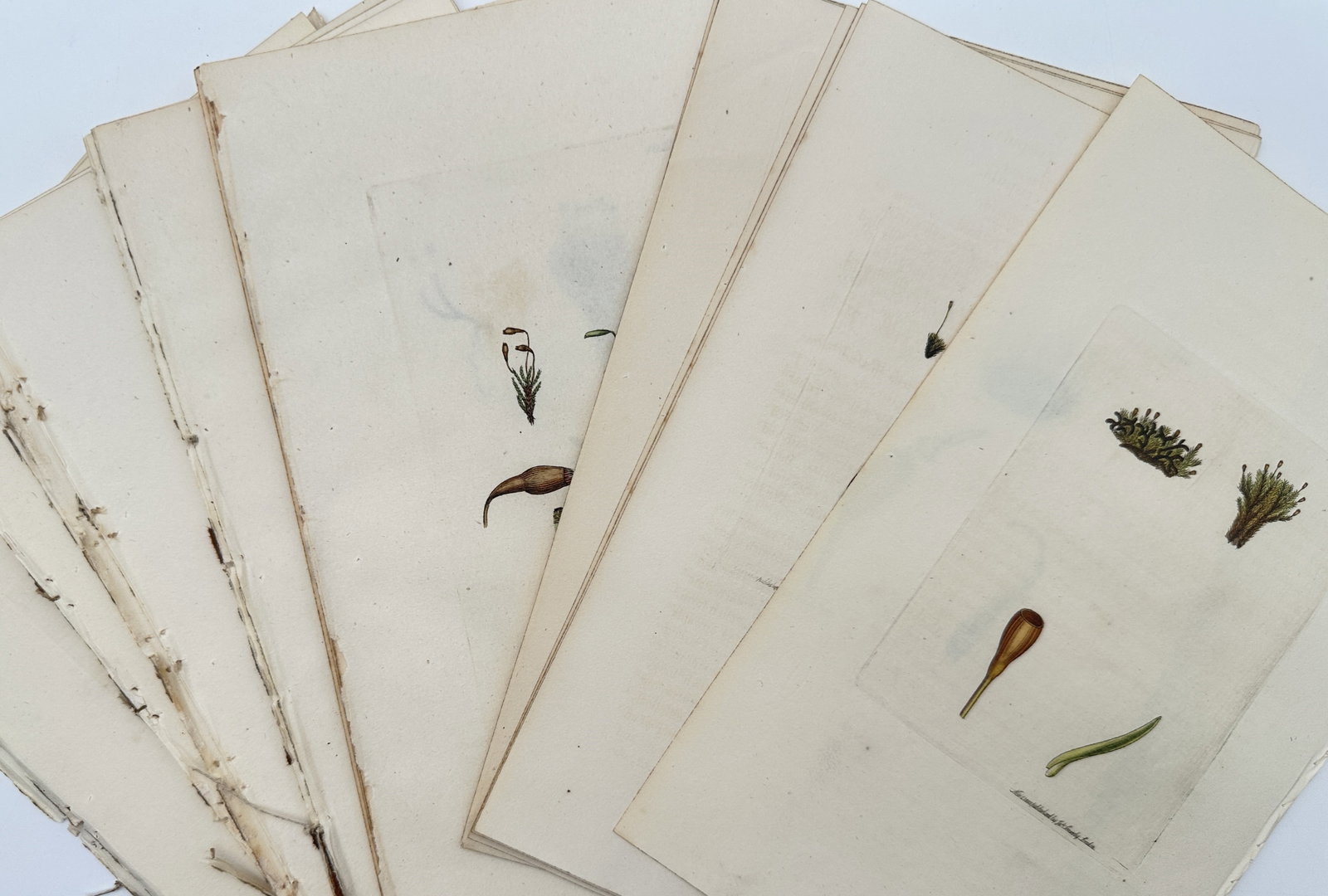 James Sowerby – Set of approx. 15: Botanical Studies of English Mosses and Lichens – Engravings (1 of 2)