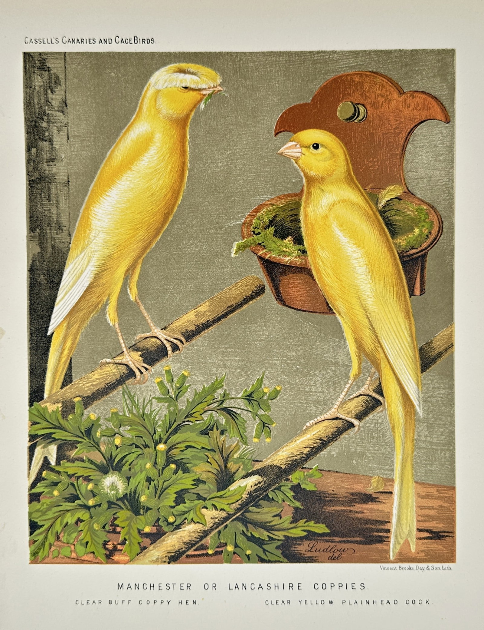 William Rutledge – Cassell's Canaries and Cage Birds: Manchester or Lancashire Coppies: "Manchester or Lancashire Coppies" illustrates two yellow canary varieties designated as Clear Buff Coppy Hen and Clear Yellow Plainhead Cock, depicted on a perch with foliage and an ornamental breedi