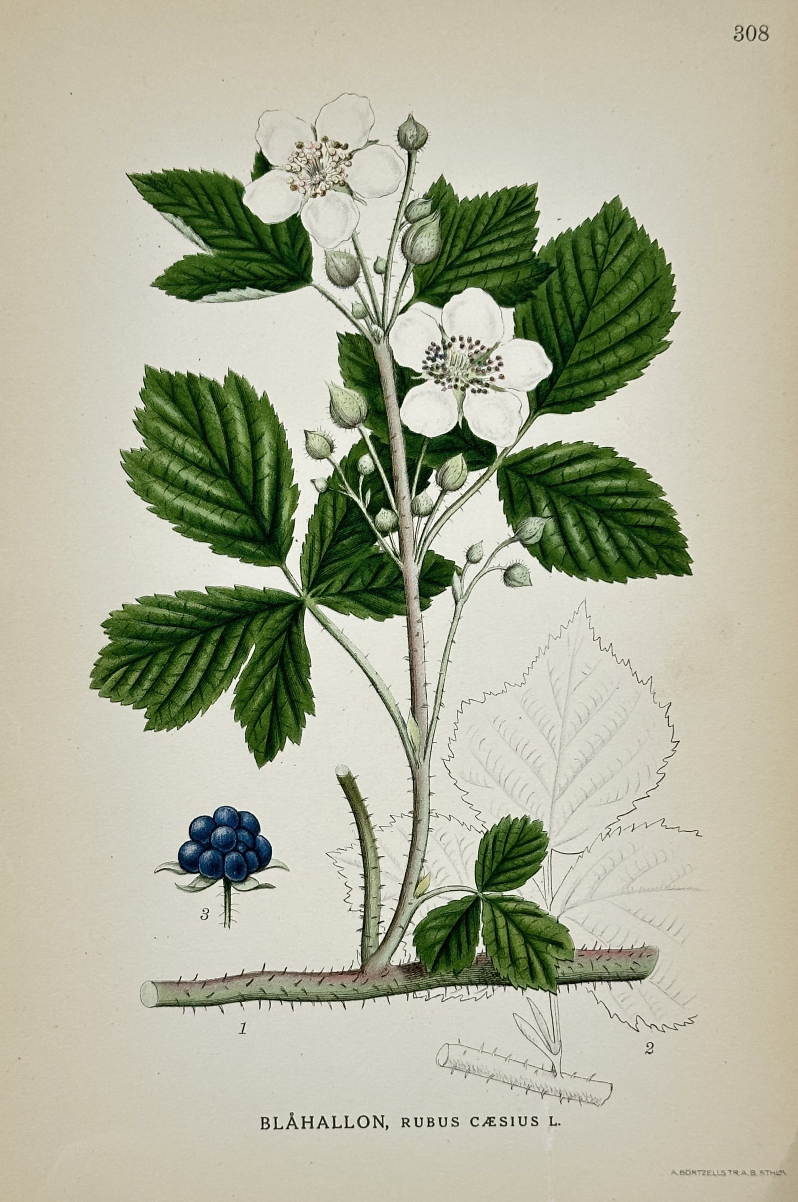 Carl Lindman – Blåhallon, Rubus. – Lithograph (20th Century) (1 of 2)