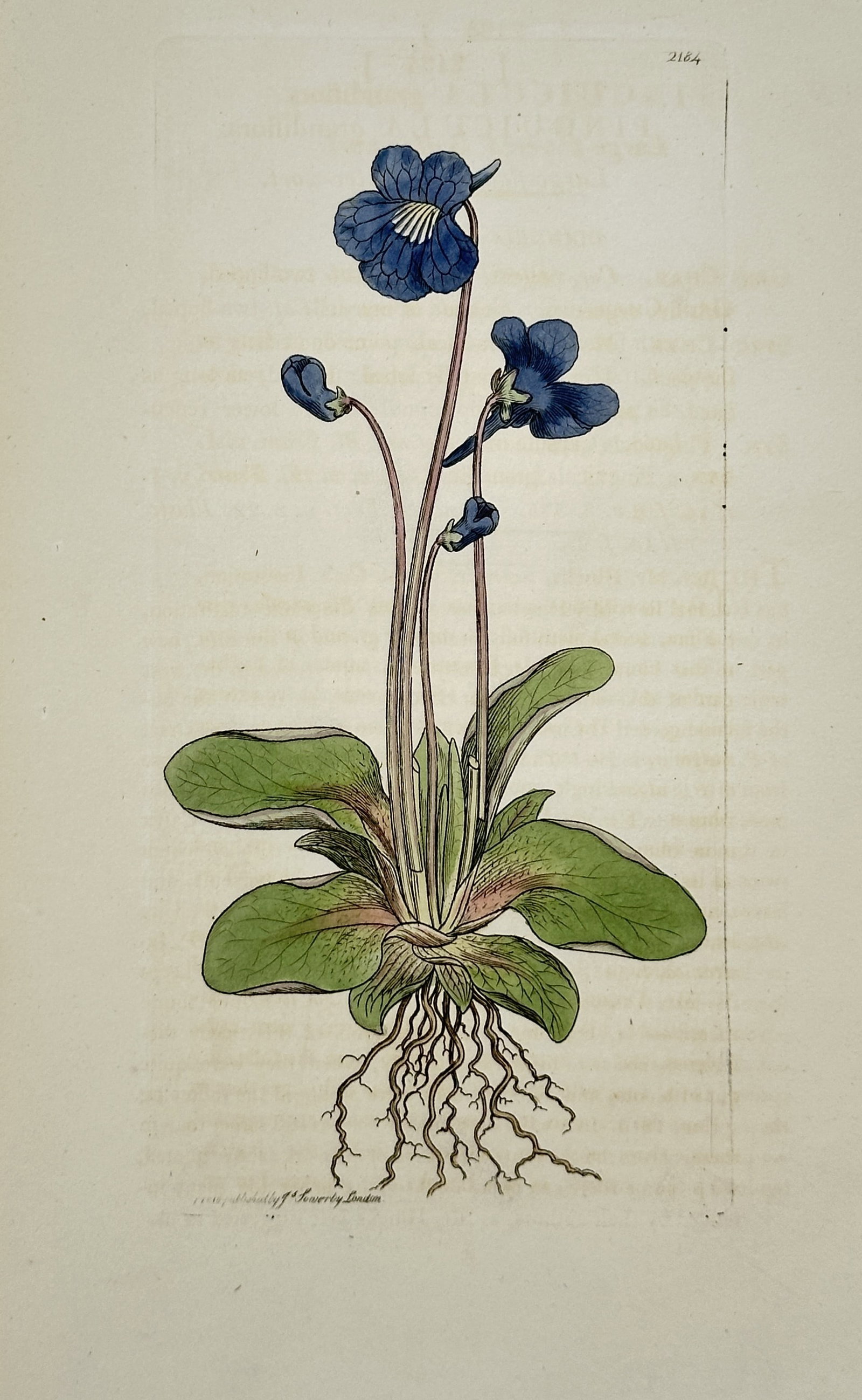 James Sowerby – Blue Speedwell with Root System – Hand-Colored Engraving (19th Century) (1 of 2)