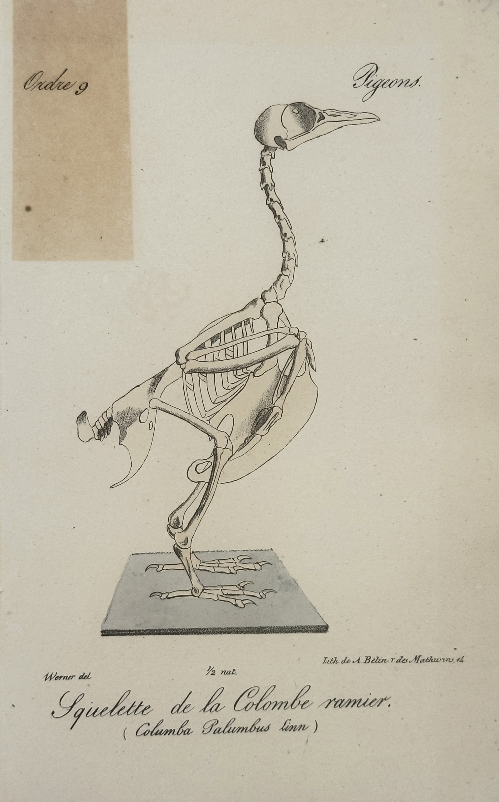 Jean-Charles Werner – Wood Pigeon Skeleton – Lithograph (19th Century) (1 of 2)