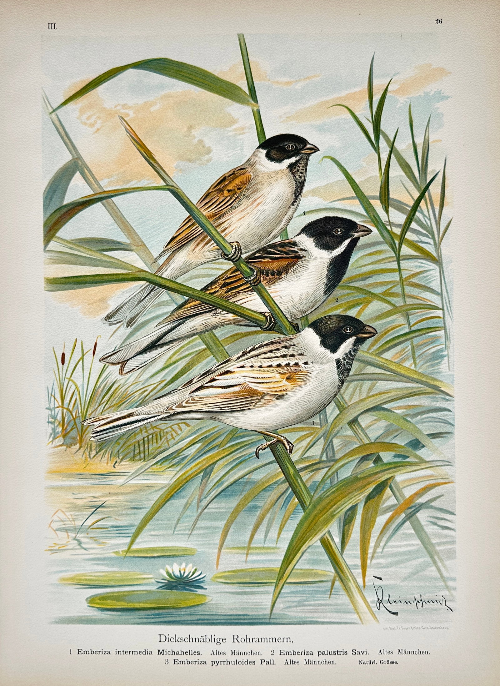 Johann Friedrich Naumann – Thick-Billed Reed Buntings – Lithograph (19th Century) (1 of 2)