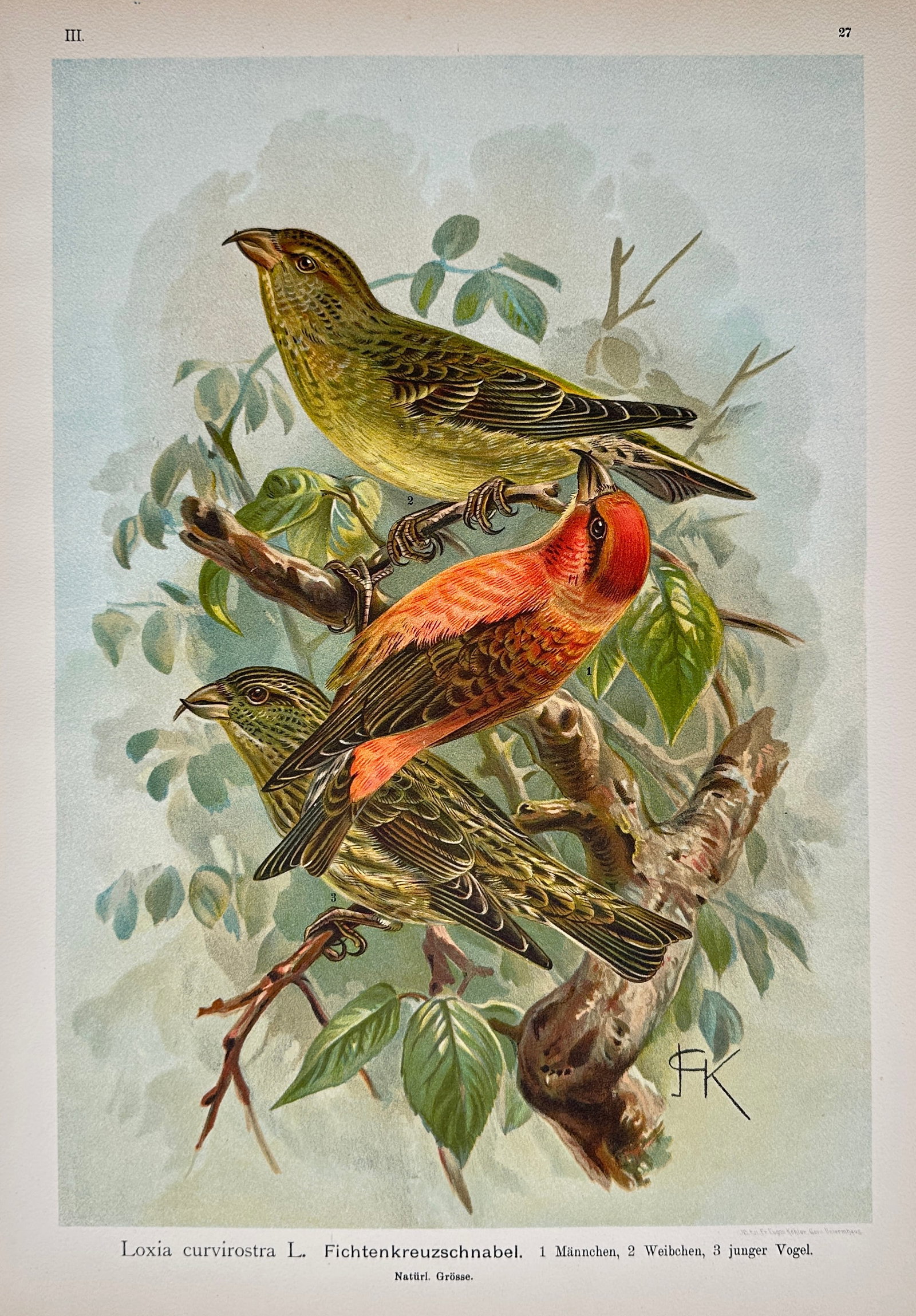 Johann Friedrich Naumann – Yellow-Breasted Bunting and Cretzschmar's Bunting – Lithograph (1 of 2)
