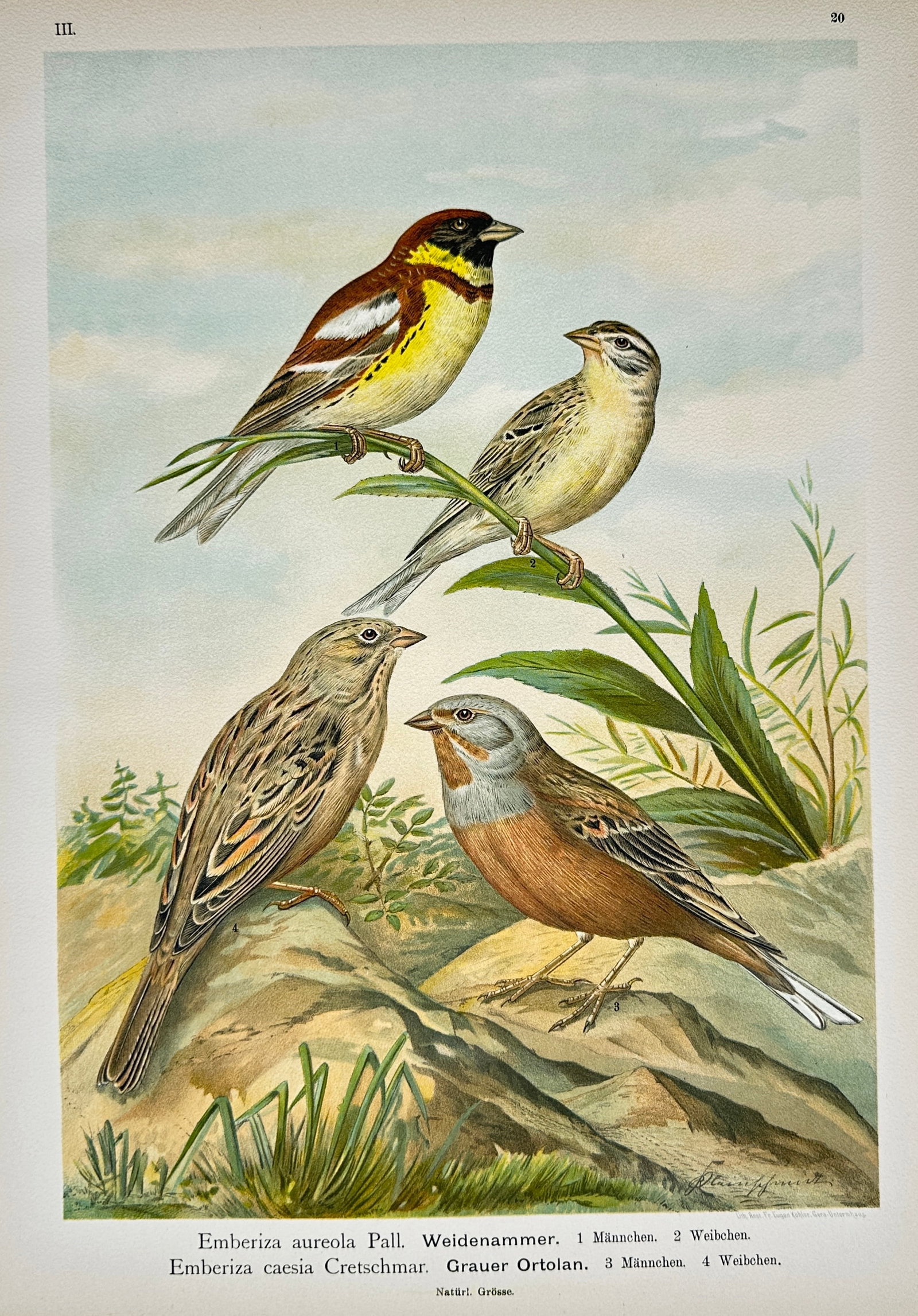 Johann Friedrich Naumann – Yellow-Breasted Bunting and Cretzschmar's Bunting – Lithograph (1 of 2)