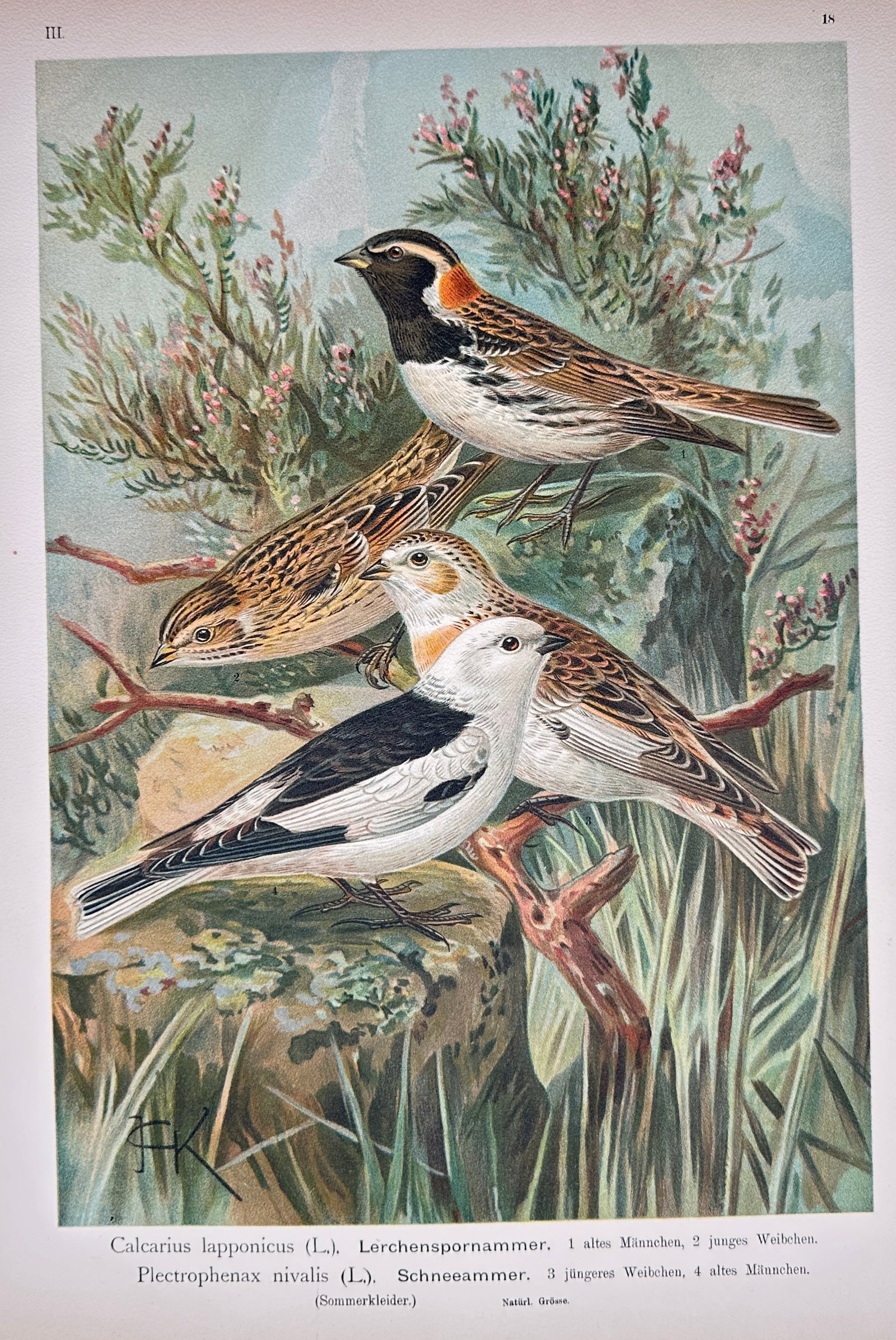Johann Friedrich Naumann – Lapland Longspur and Snow Bunting – Lithograph (19th Century): "Lapland Longspur and Snow Bunting" presents a broad overview of longspur and bunting specimens depicted amidst low brush and rocky terrain in their summer plumage. This ornithological study focuses o