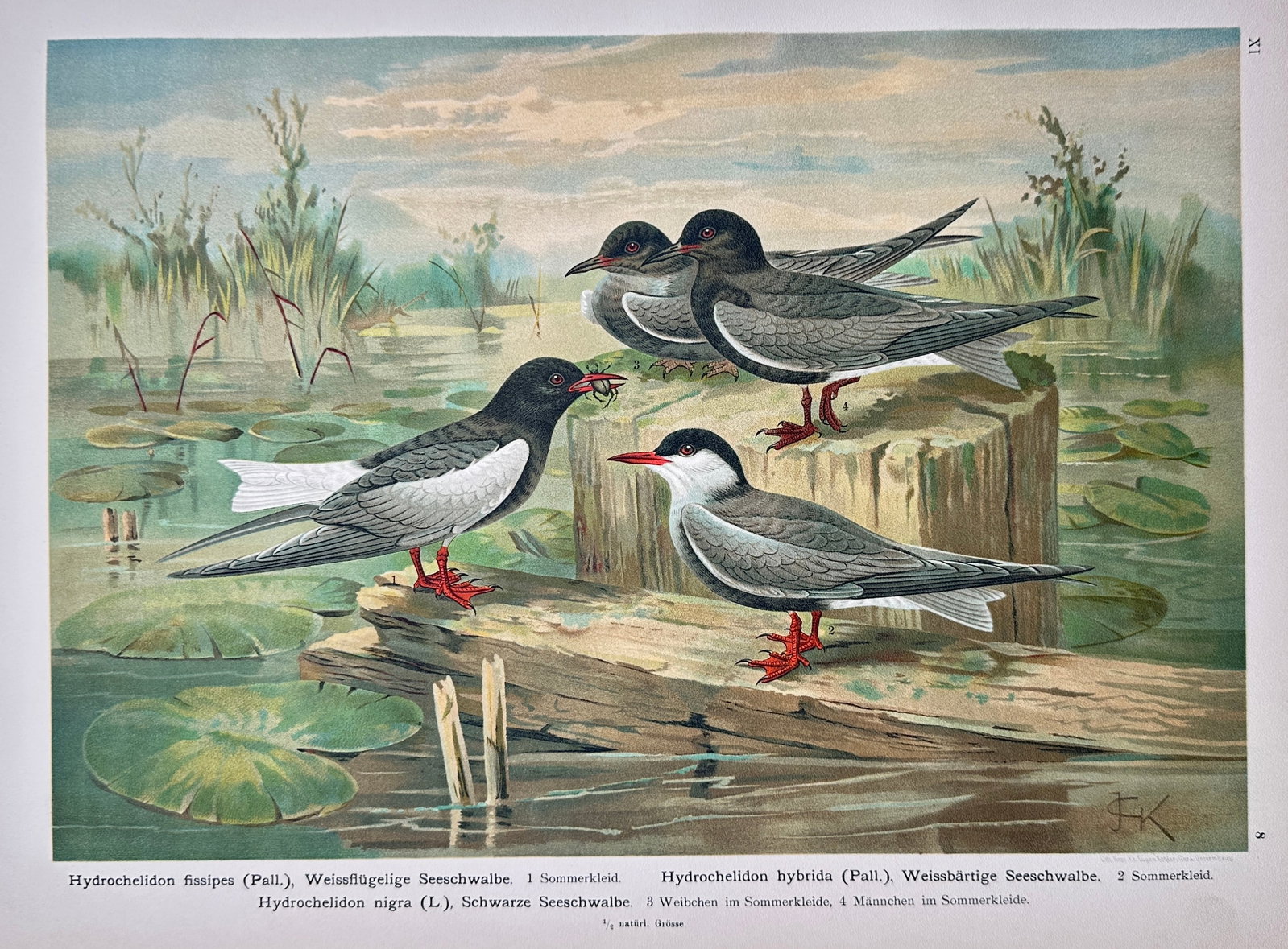 Johann Friedrich Naumann – Black Tern and Related Tern Species – Lithograph (19th Century): "Black Tern and Related Tern Species" presents a broad overview of several tern specimens perched upon weathered logs in a wetland environment with water lilies. This ornithological study focuses on d