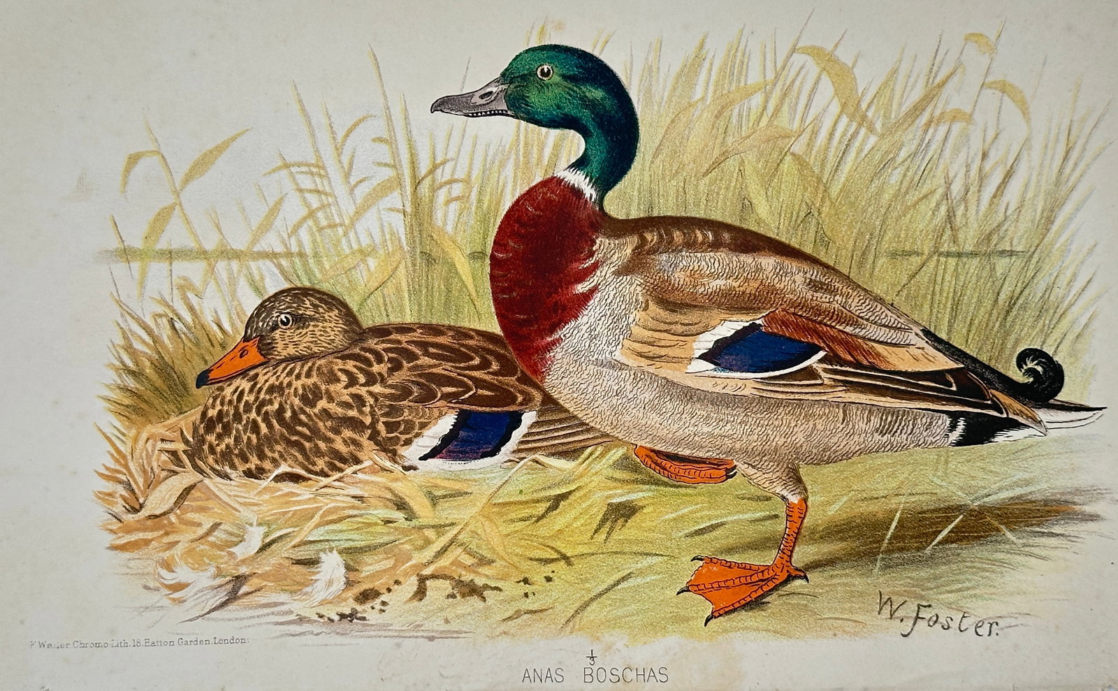 William Foster – Mallards – Lithograph (19th Century): "Anas Boschas" presents a broad overview of a pair of mallard duck specimens, with a male drake standing in profile and a female duck resting nestled on a grassy bank against a backdrop of tall reeds.