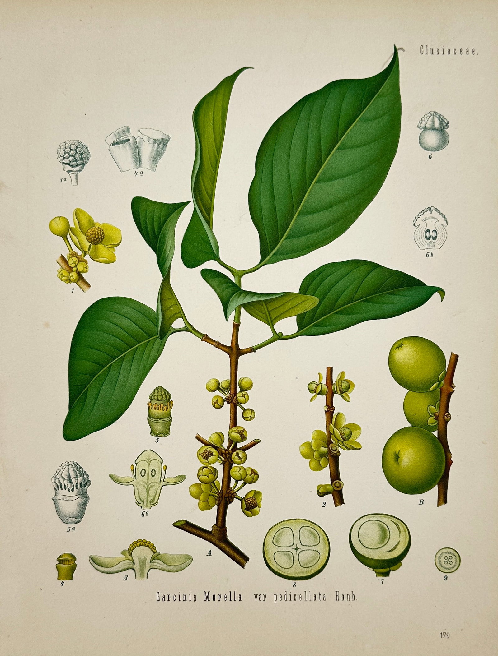 Franz Eugen Köhler – Garcinia Morella – Chromolithograph (19th Century) (1 of 2)