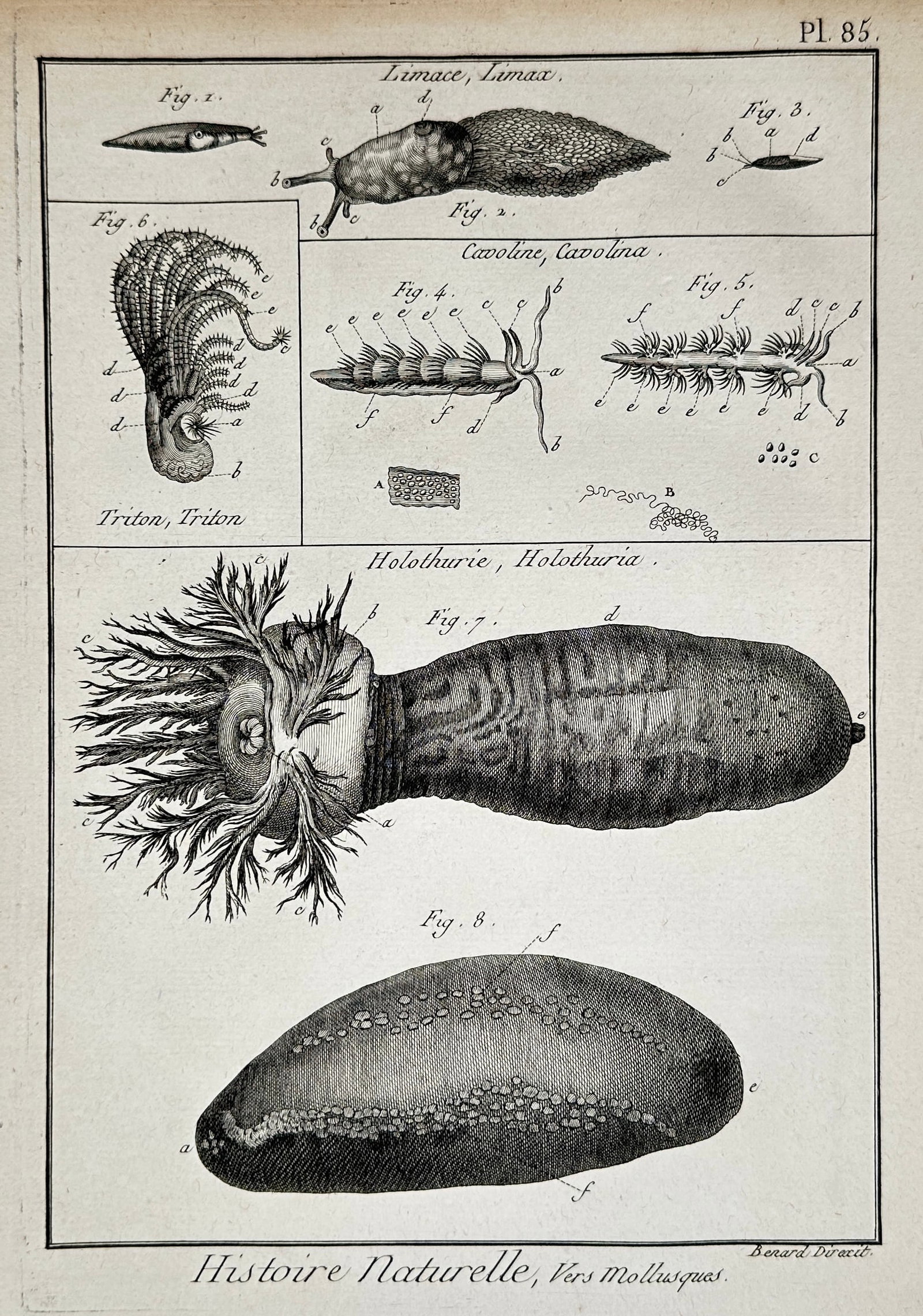 Robert Bénard – Marine Invertebrates and Sea Cucumbers – Engraving (18th Century) (1 of 2)