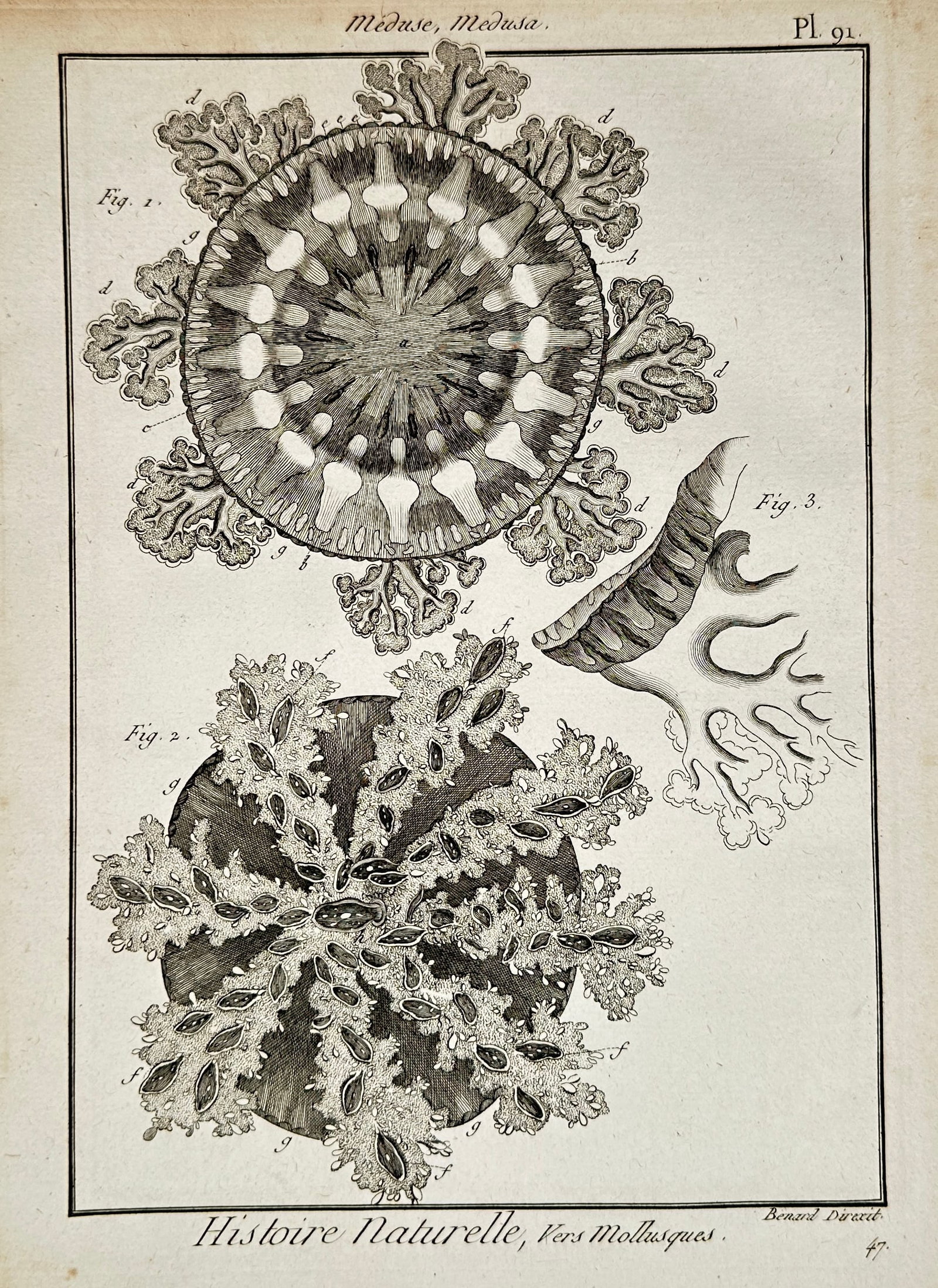 Robert Bénard – Jellyfish and Marine Organisms – Engraving (18th Century) (1 of 2)