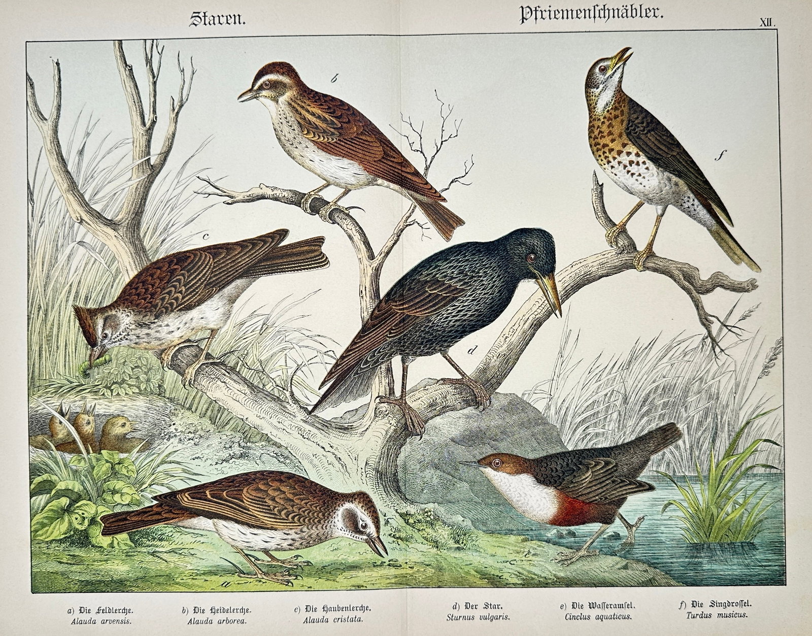 Gotthilf Heinrich von Schubert – Starlings and Thrushes – Lithograph (19th Century) (1 of 2)