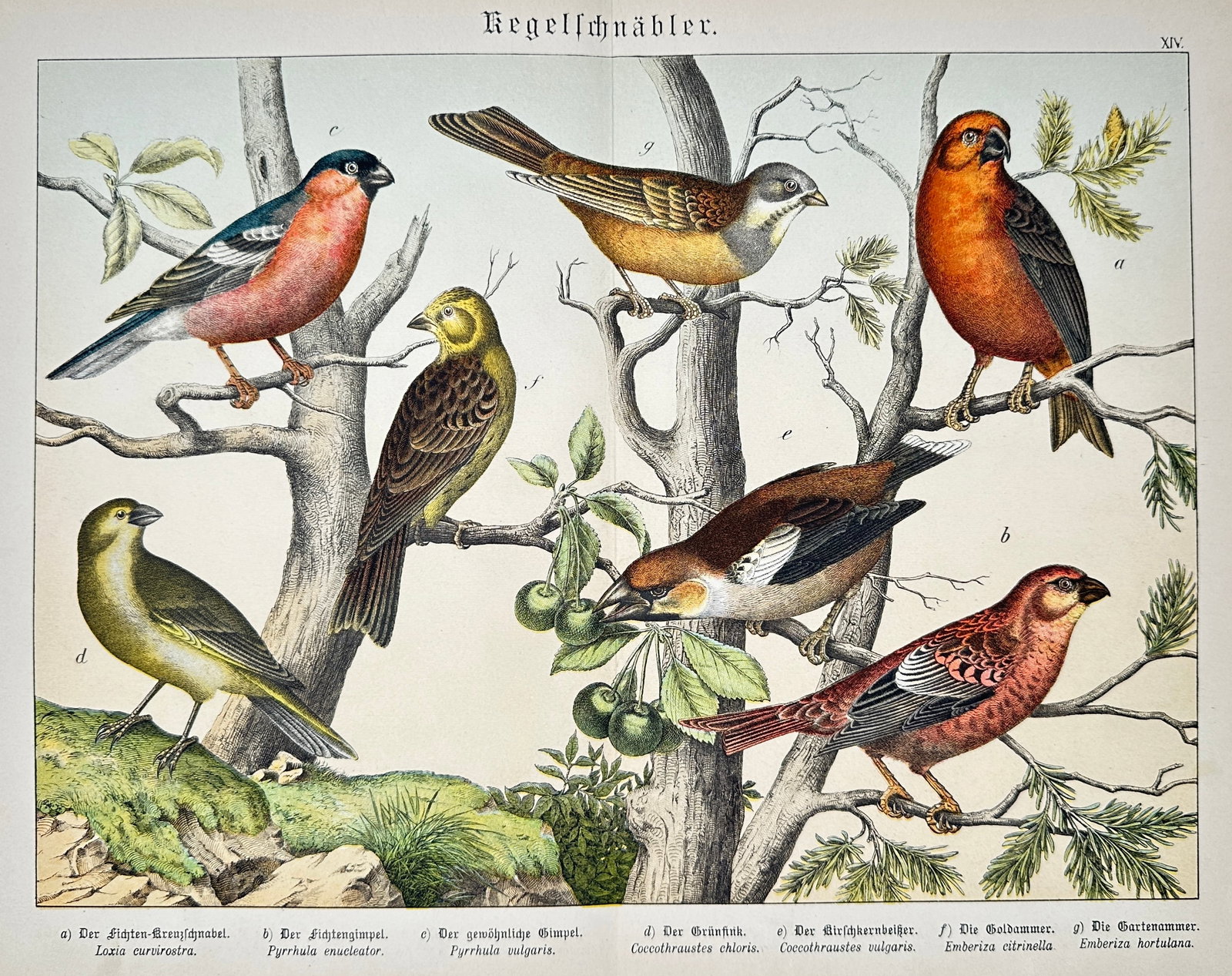 Gotthilf Heinrich von Schubert – Finches, Buntings, and Conirostres – Lithograph (19th Century) (1 of 2)