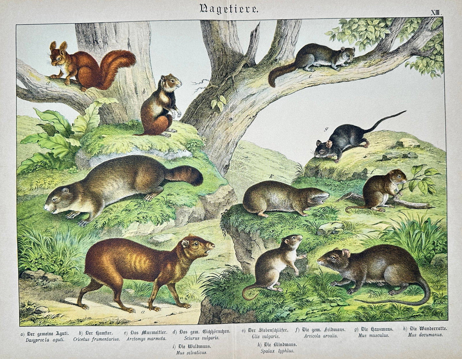 Gotthilf Heinrich von Schubert – Rodents – Lithograph (19th Century) (1 of 2)