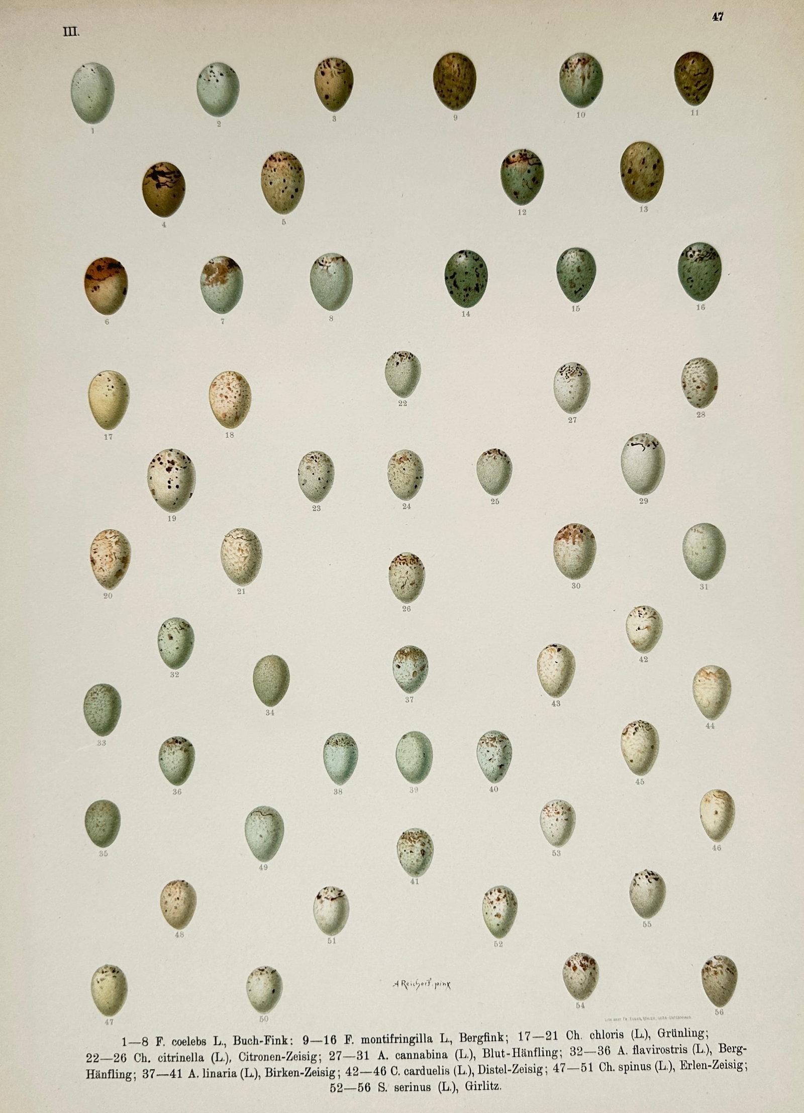 Johann Friedrich Naumann – European Bird Eggs – Lithograph (19th Century) (1 of 2)