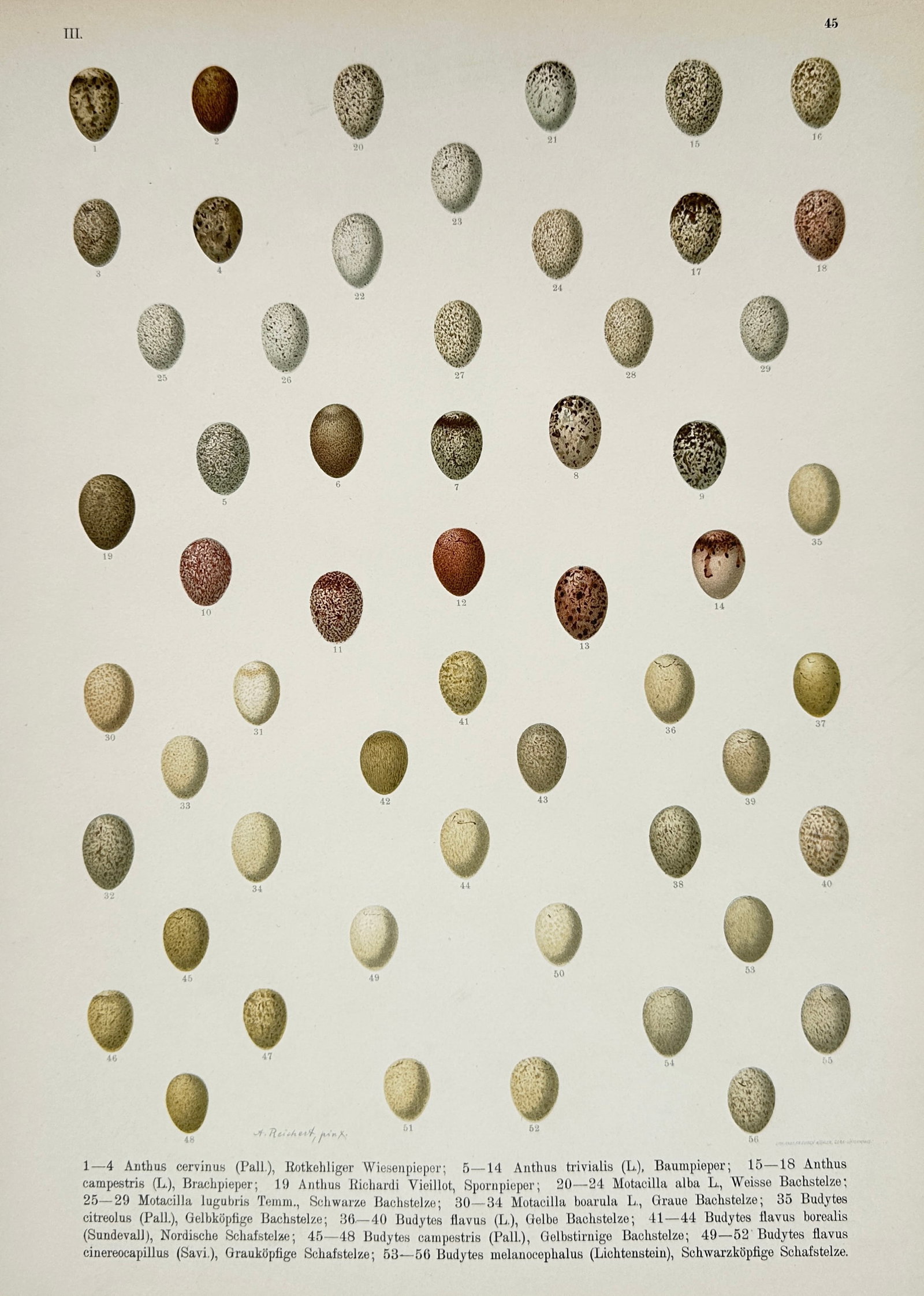 Johann Friedrich Naumann – Pipit and Wagtail Eggs – Lithograph (19th Century): "Pipit and Wagtail Eggs" presents a broad overview of numerous avian egg specimens systematically arranged in rows to show their varied sizes, background colorations, and speckled surface markings. Th