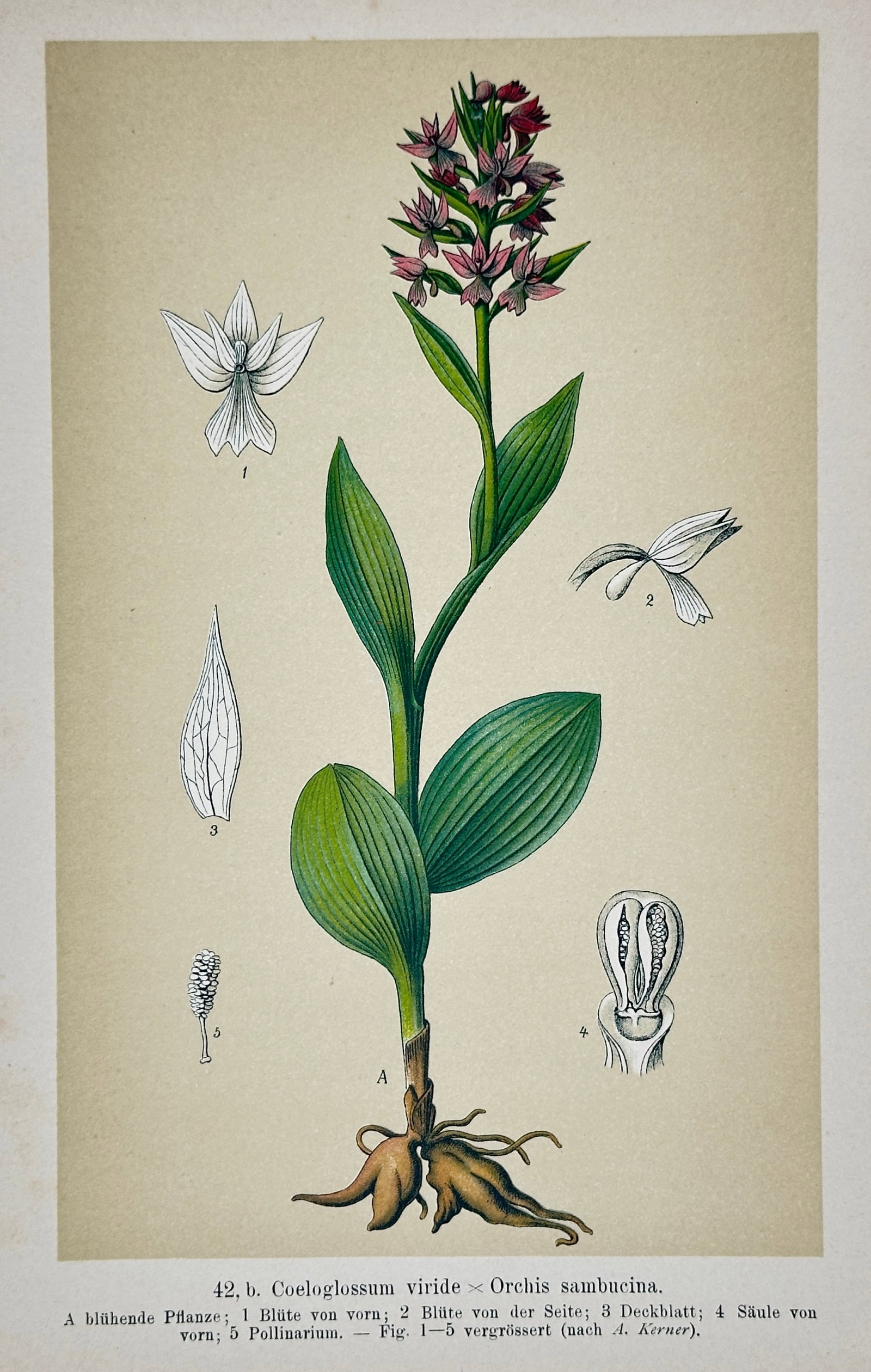 Franz Eugen Köhler – Hybrid Orchid – Chromolithograph (19th Century) (1 of 2)