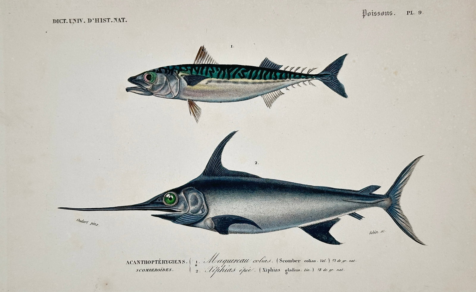 Paul-Louis Oudart – Mackerel and Swordfish – Lithograph (19th Century) (1 of 2)