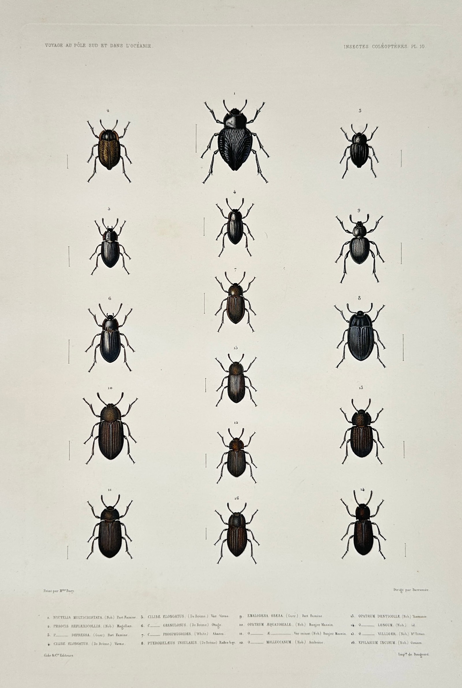 Casimir Gide – Beetles and Coleopteran Species – Lithograph (19th Century) (1 of 2)