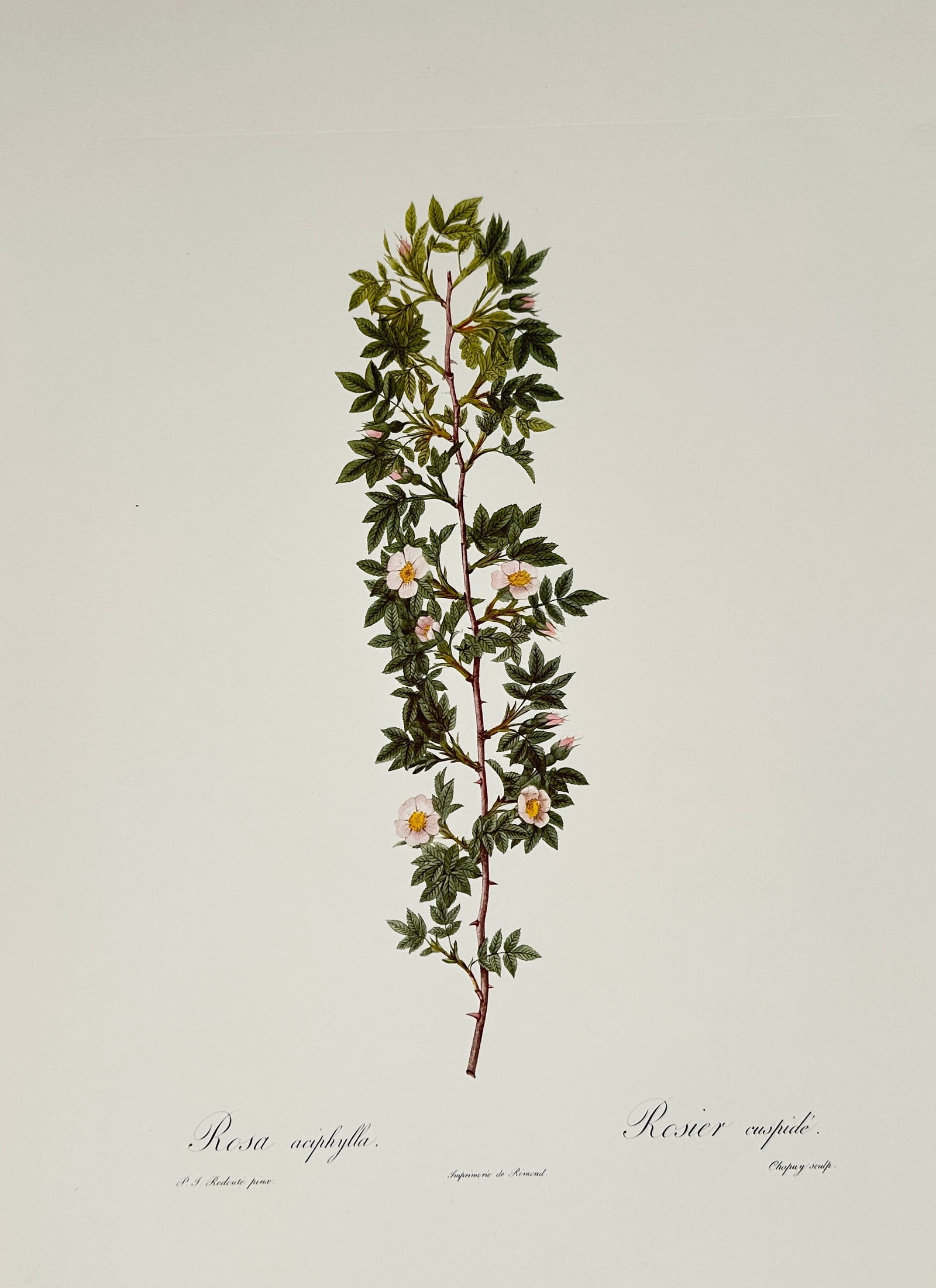Pierre-Joseph Redouté, after – Rosa Aciphylla (Rosier Cuspidé) – Offset Print (20th Century): "Rosa aciphylla” presents a broad overview of a slender botanical specimen featuring a vertical, thorny stem adorned with small, dense green leaves and a few delicate, single pink-and-white wild