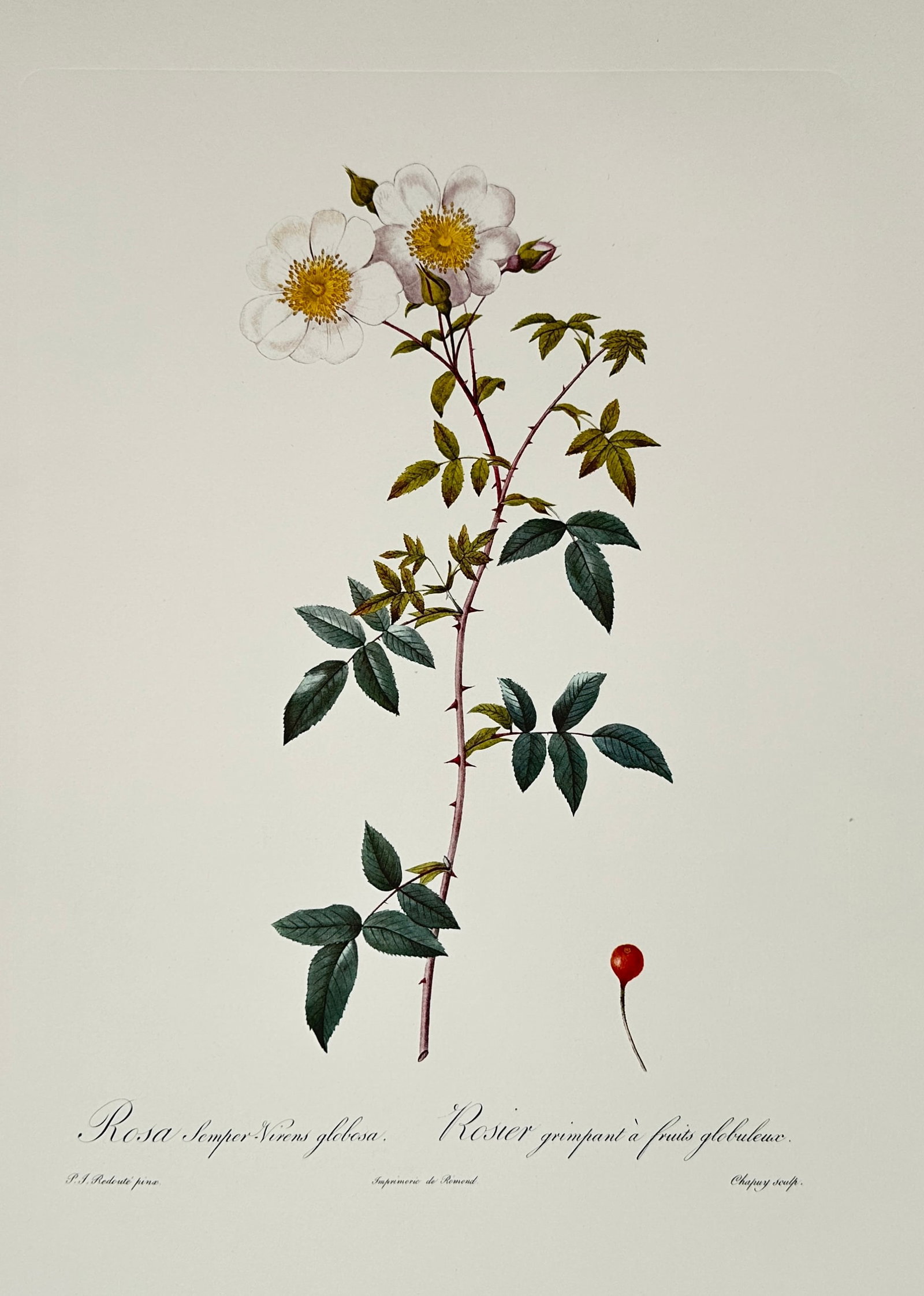 Pierre-Joseph Redouté,after – Evergreen Rose – Offset Print (20th Century): "Rosa Sempervirens Globosa" presents a broad overview of a delicate botanical specimen featuring a central thorny stem with divided green leaves, white blossoms with prominent yellow stamens, and a si
