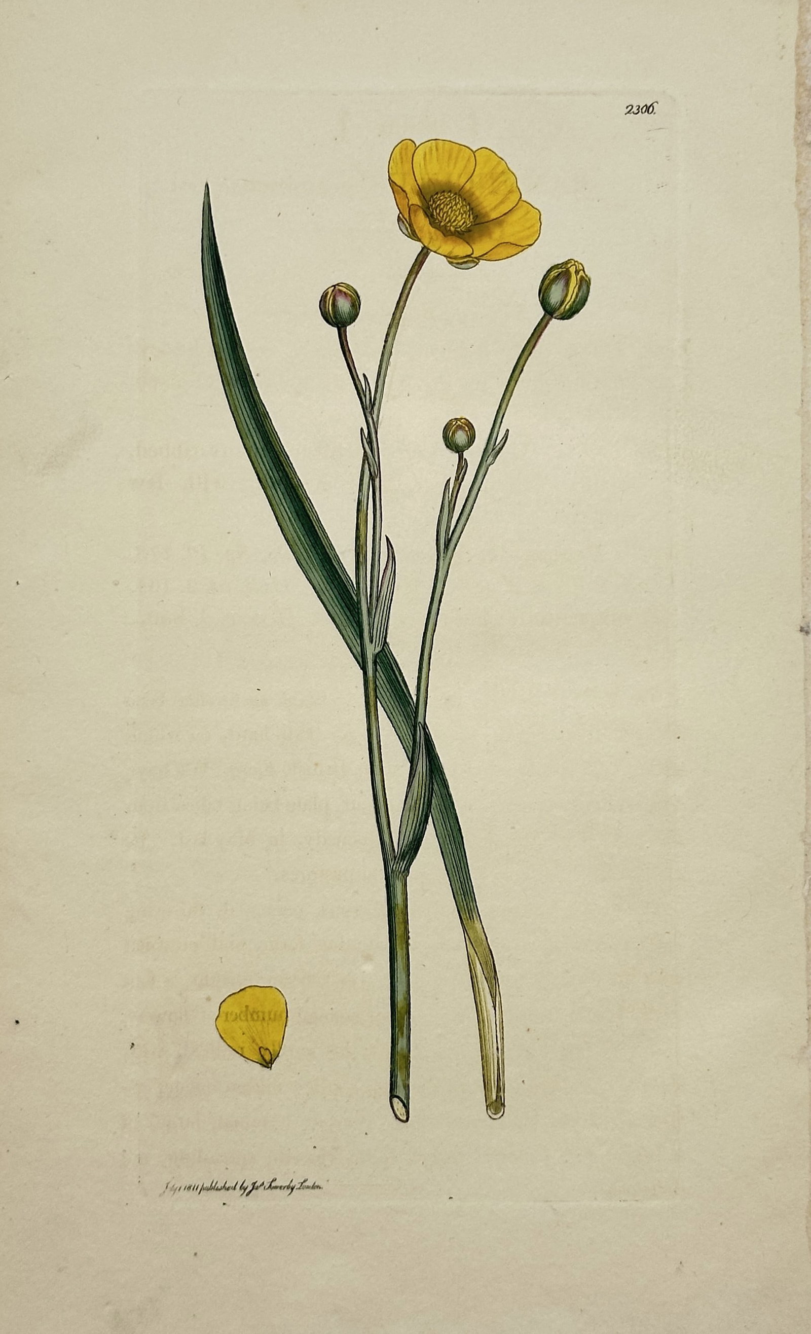 James Sowerby – Lesser Spearwort – Engraving (1811): "Lesser Spearwort" This print illustrates the botanical structure of a lesser spearwort, showcasing its slender, elongated leaves, elegant flower buds, and a fully blossomed yellow flower alongside a 