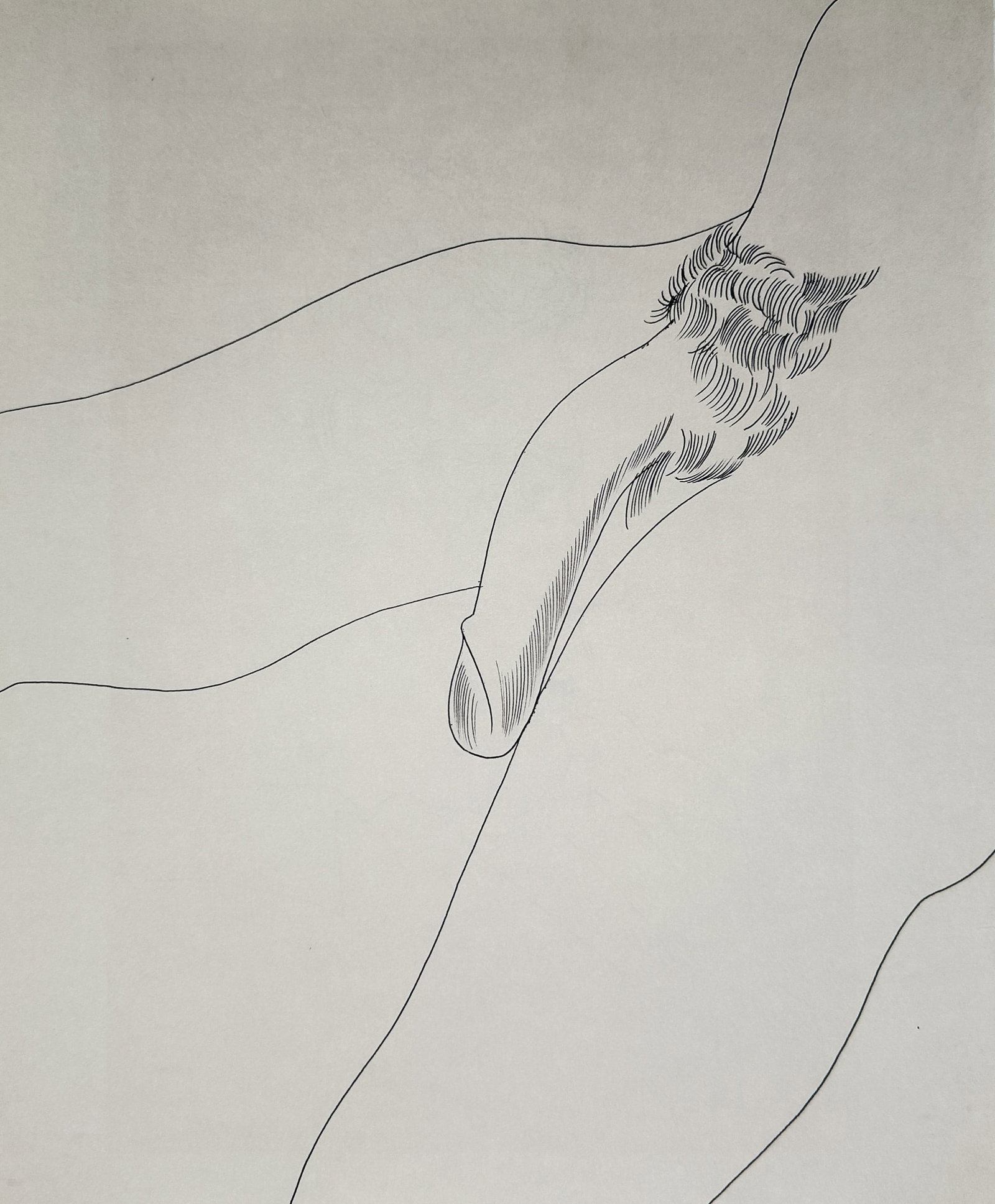 Andy Warhol,after – Male Torso – Offset lithographic reproduction (2006): "Male Torso" This print displays a minimalist contour line drawing depicting a male lower torso and genitals. The piece is sourced from the comprehensive monograph Giant Size, published by Phaidon in 