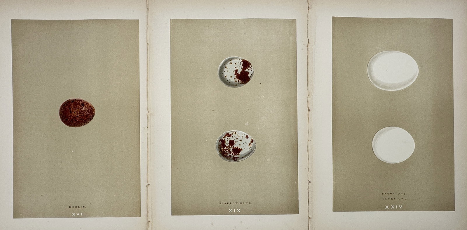 Francis Orpen Morris – Set of 3: Oological Studies of British Bird Eggs – Engravings (19th (1 of 2)