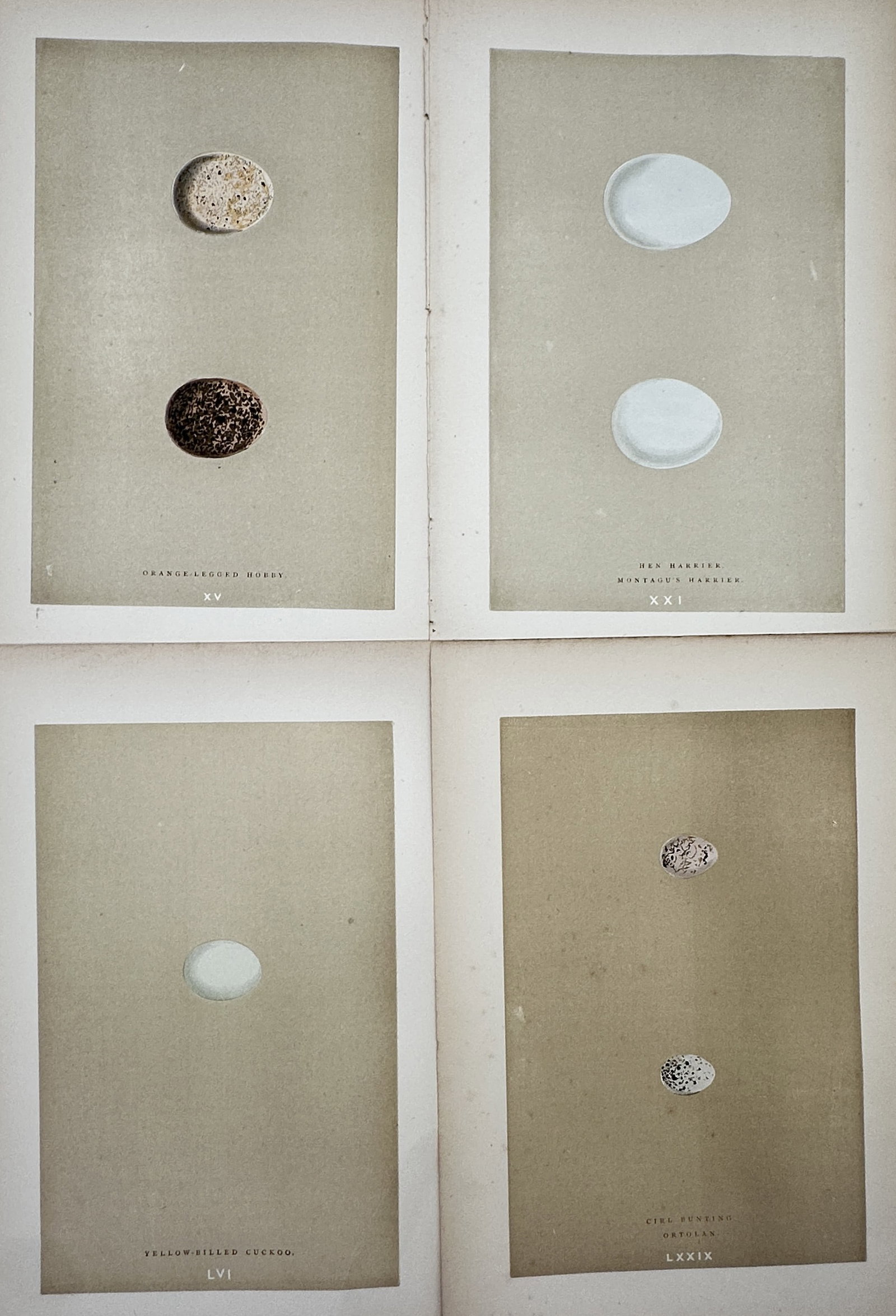 Francis Orpen Morris – Set of 4: Oological Studies of British Avians – Engravings (19th Century) (1 of 2)