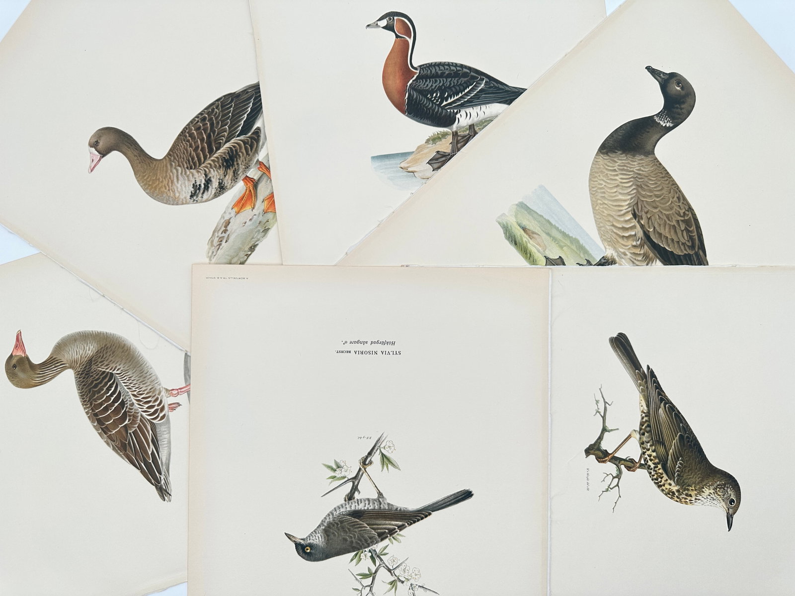 Magnus von Wright – Set of 6: Ornithological Studies of Nordic Waterfowl and Songbirds: "Svenska Fåglar" This set of six chromolithographs displays a general overview of Scandinavian ornithology, showcasing naturalistic profiles of various geese, ducks, and perched passerine birds. The 