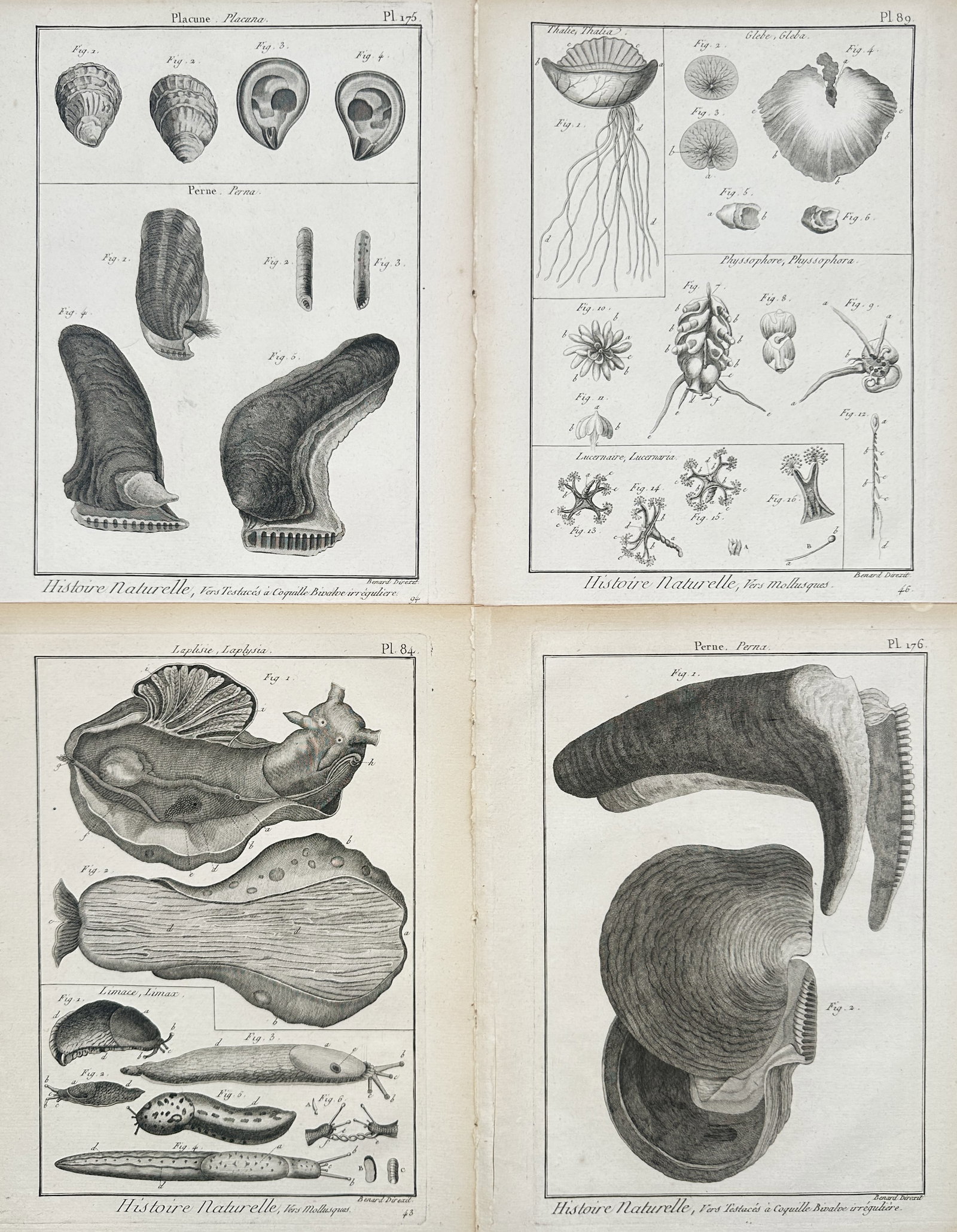 Robert Benard – Set of 4: Malacological and Marine Invertebrate Studies – Engravings (18th (1 of 2)