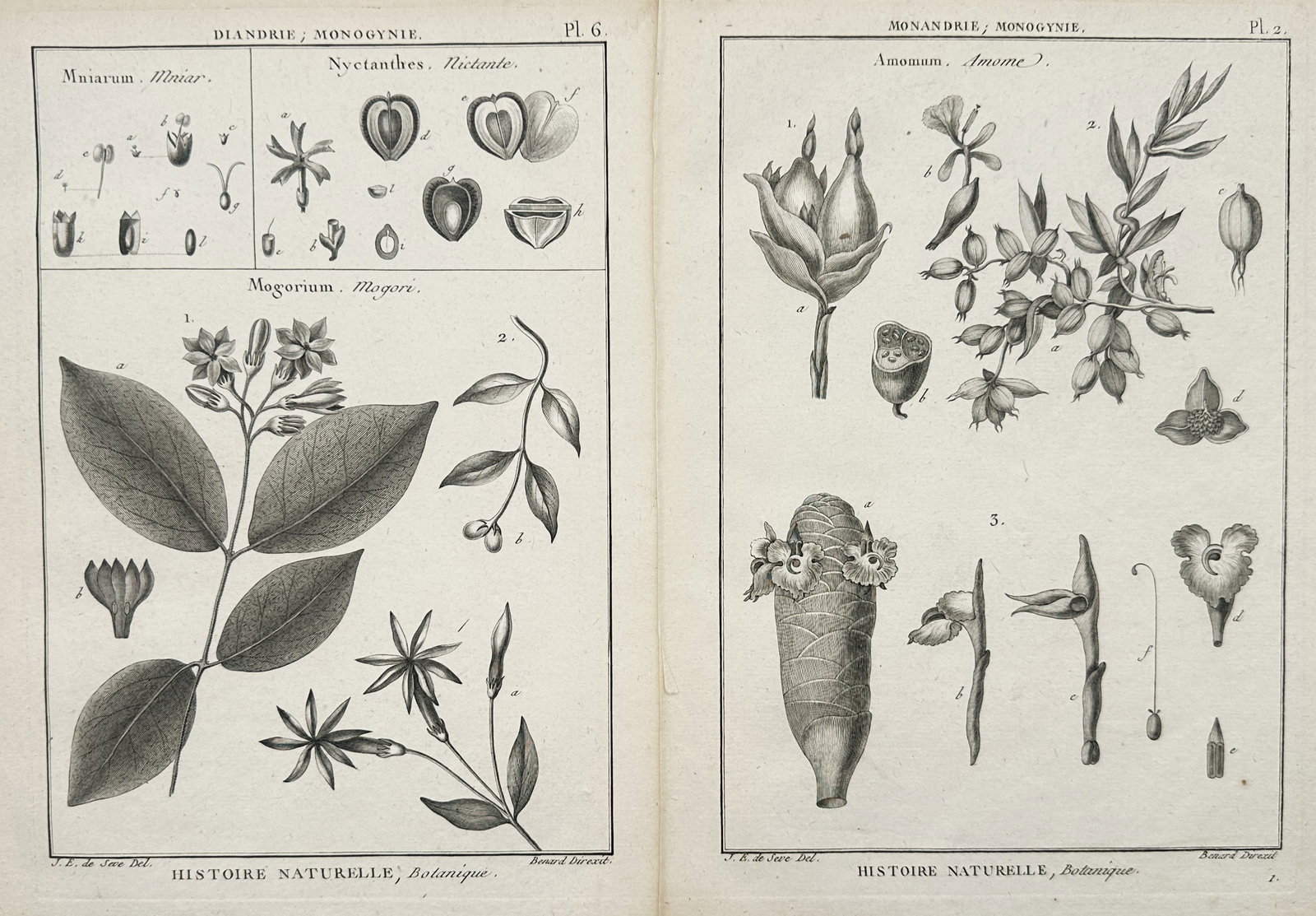 Robert Benard – Set of 2: Botanical Taxonomy and Linnaean Studies – Engravings (18th Century) (1 of 2)