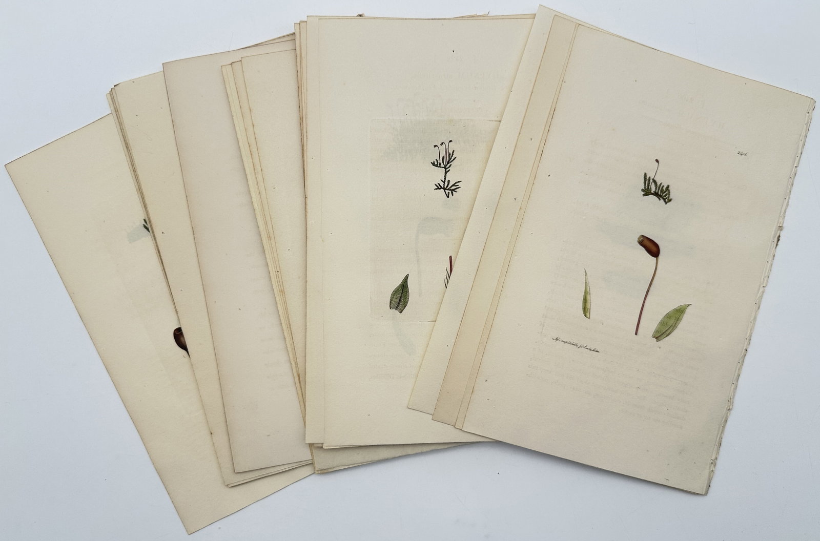James Sowerby – Set of approx. 15: Botanical Studies of English Mosses and Plants – Engravings (1 of 1)