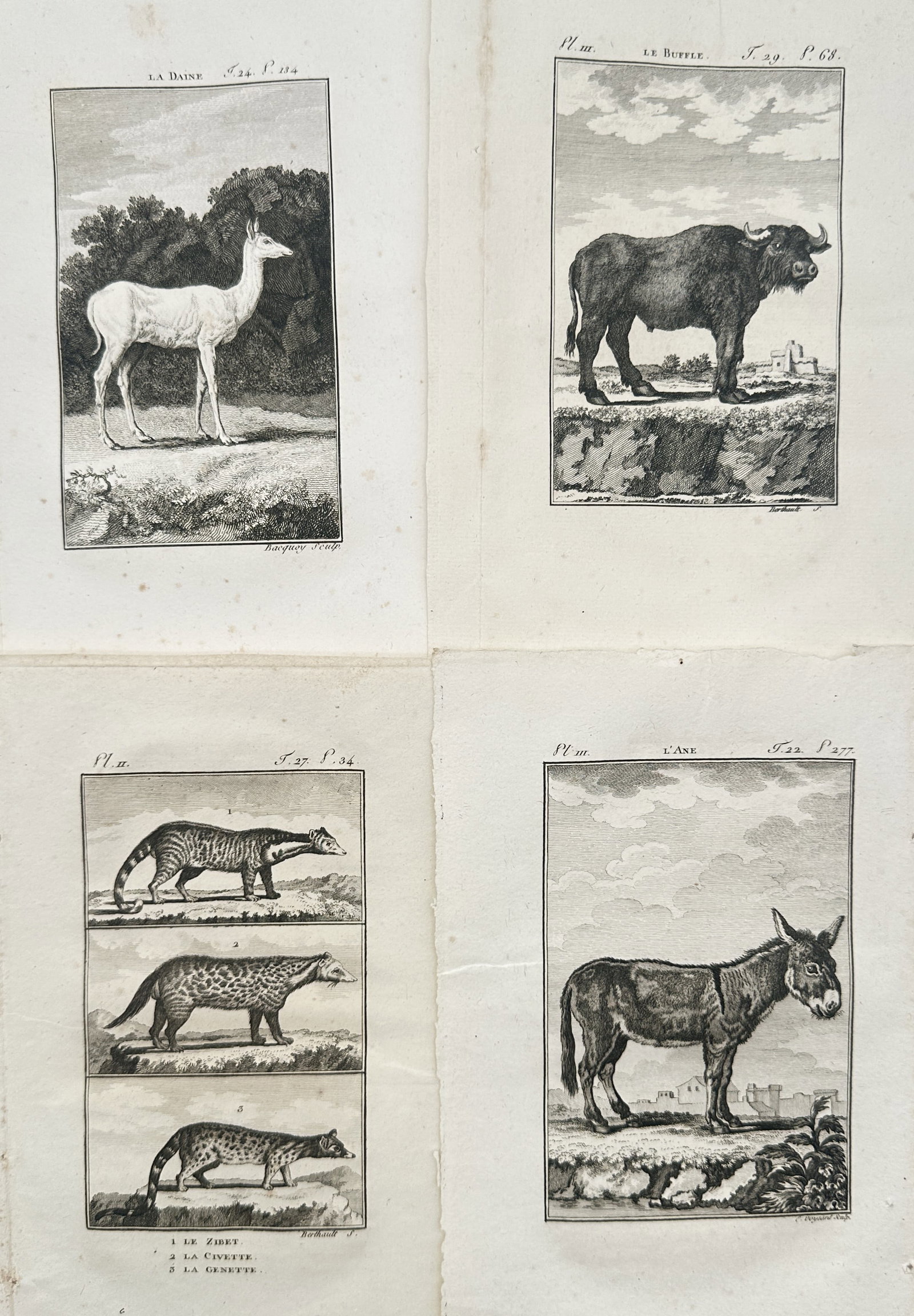 Georges-Louis Leclerc de Buffon – Zoological Study of Wild Quadruped and Carnivorous Species: "Histoire Naturelle" This engraving displays a general overview of eighteenth-century zoological taxonomy, showcasing naturalistic profiles of wild quadruped and small carnivorous mammal species in sc