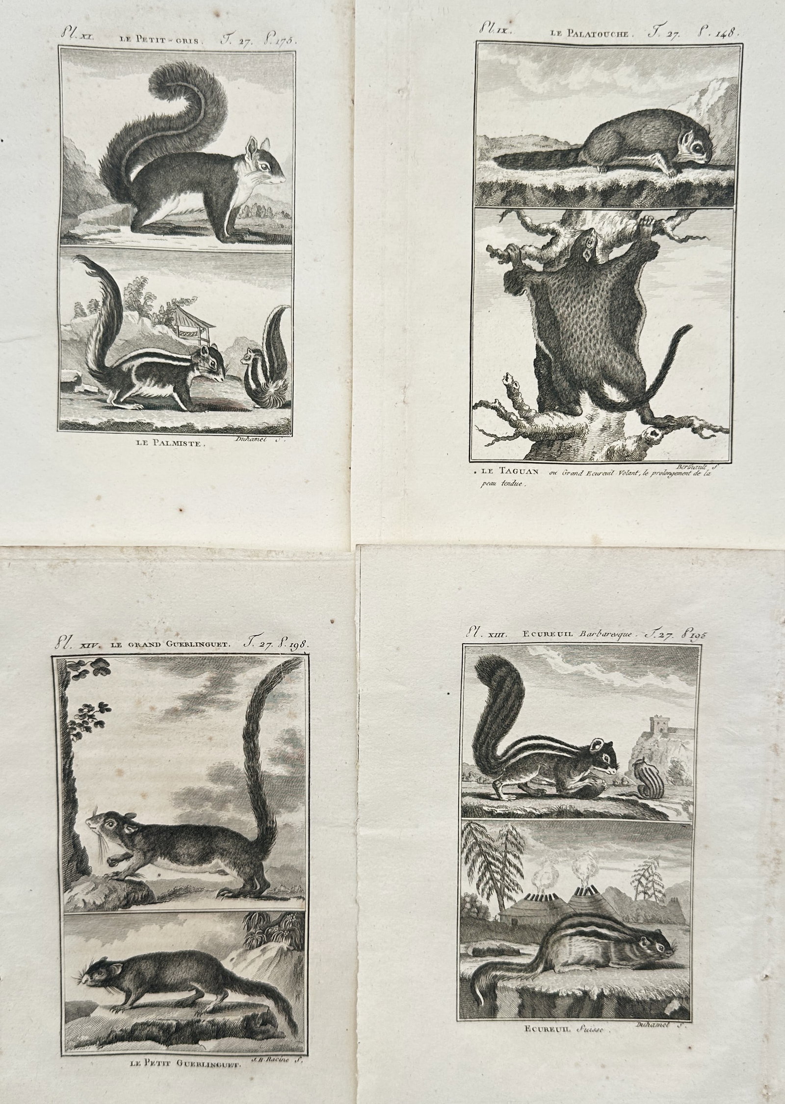 Georges-Louis Leclerc de Buffon – Set of 4: Zoological Studies of Squirrels and Rodents (1 of 2)