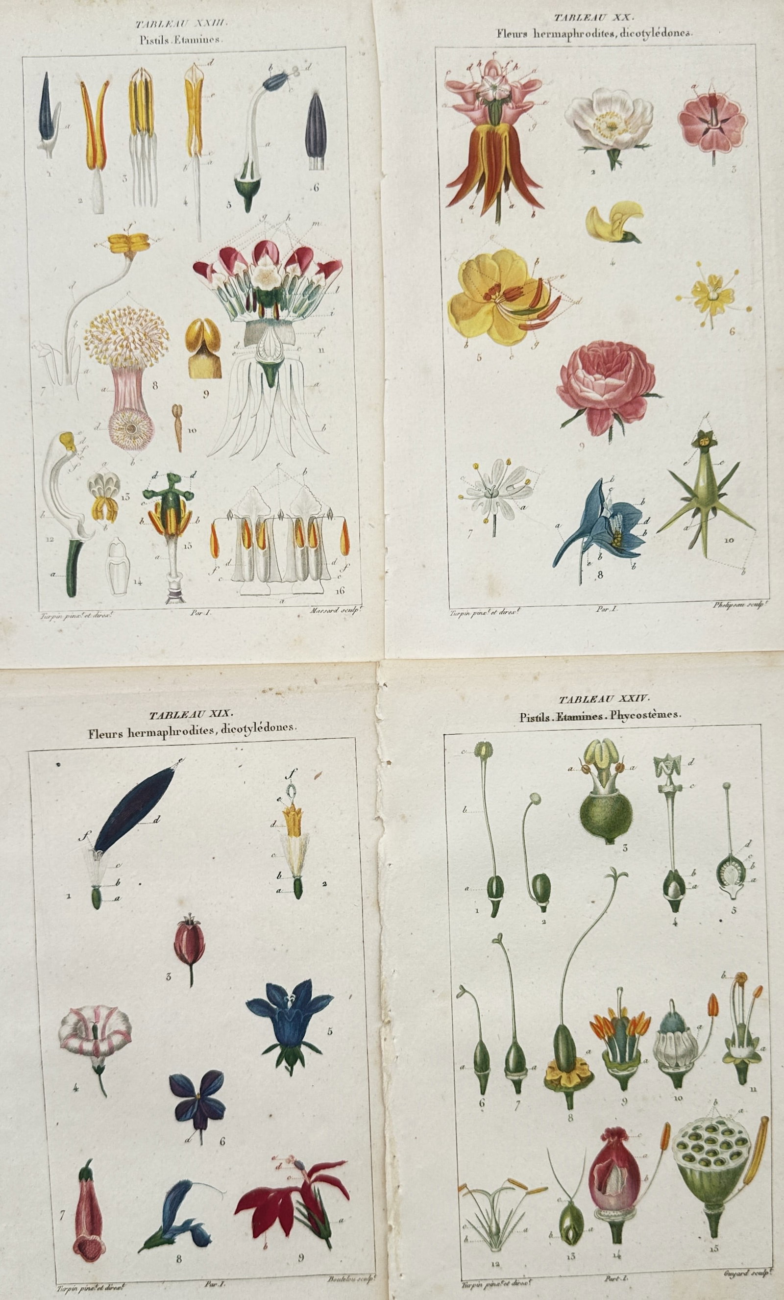 Pierre Jean François Turpin – Set of 4: Analytical Studies of Floral Dissections (1 of 2)