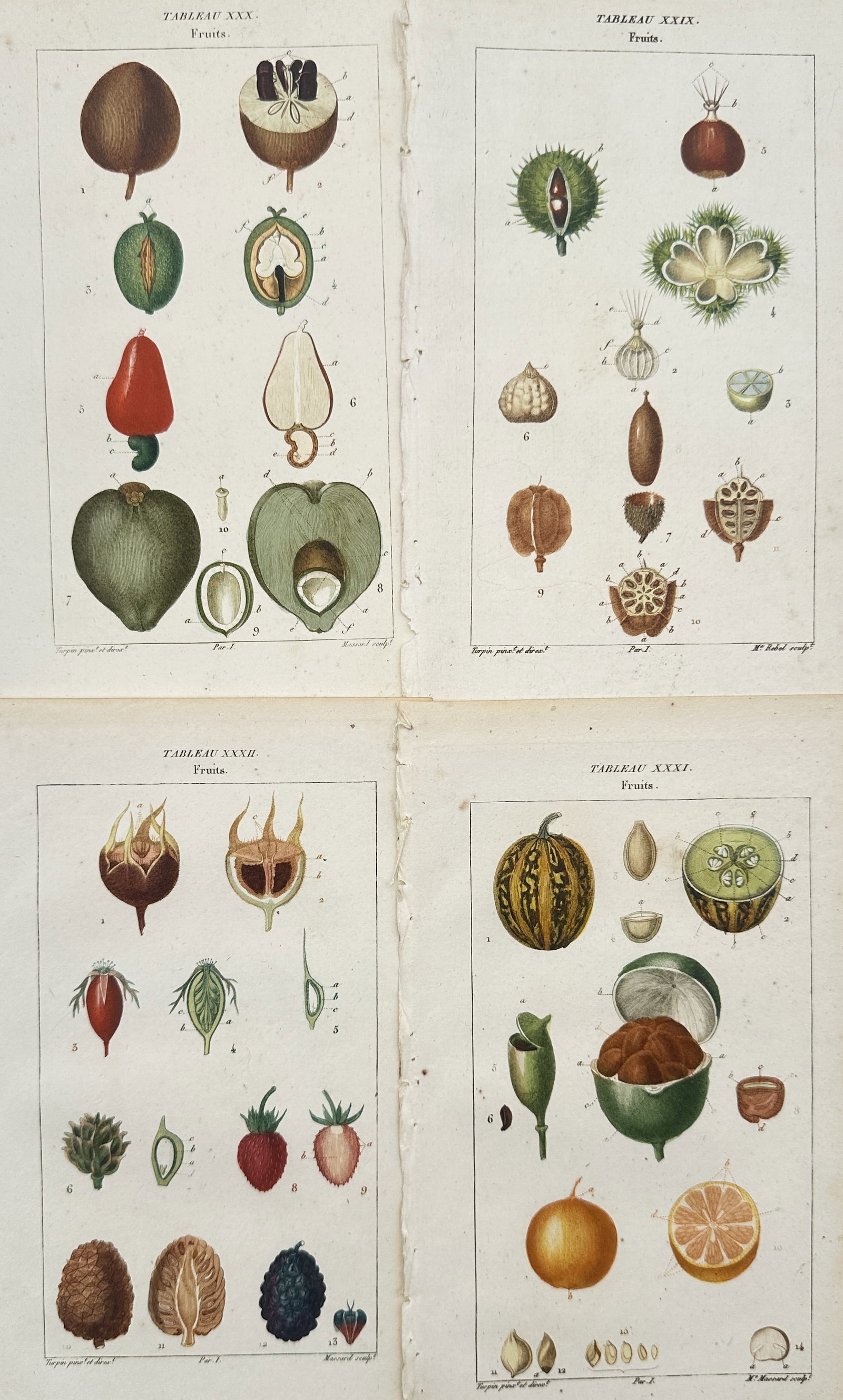 Pierre Jean François Turpin – Set of 4: Botanical Studies of Fruits – Hand-colored Engravings (1 of 2)