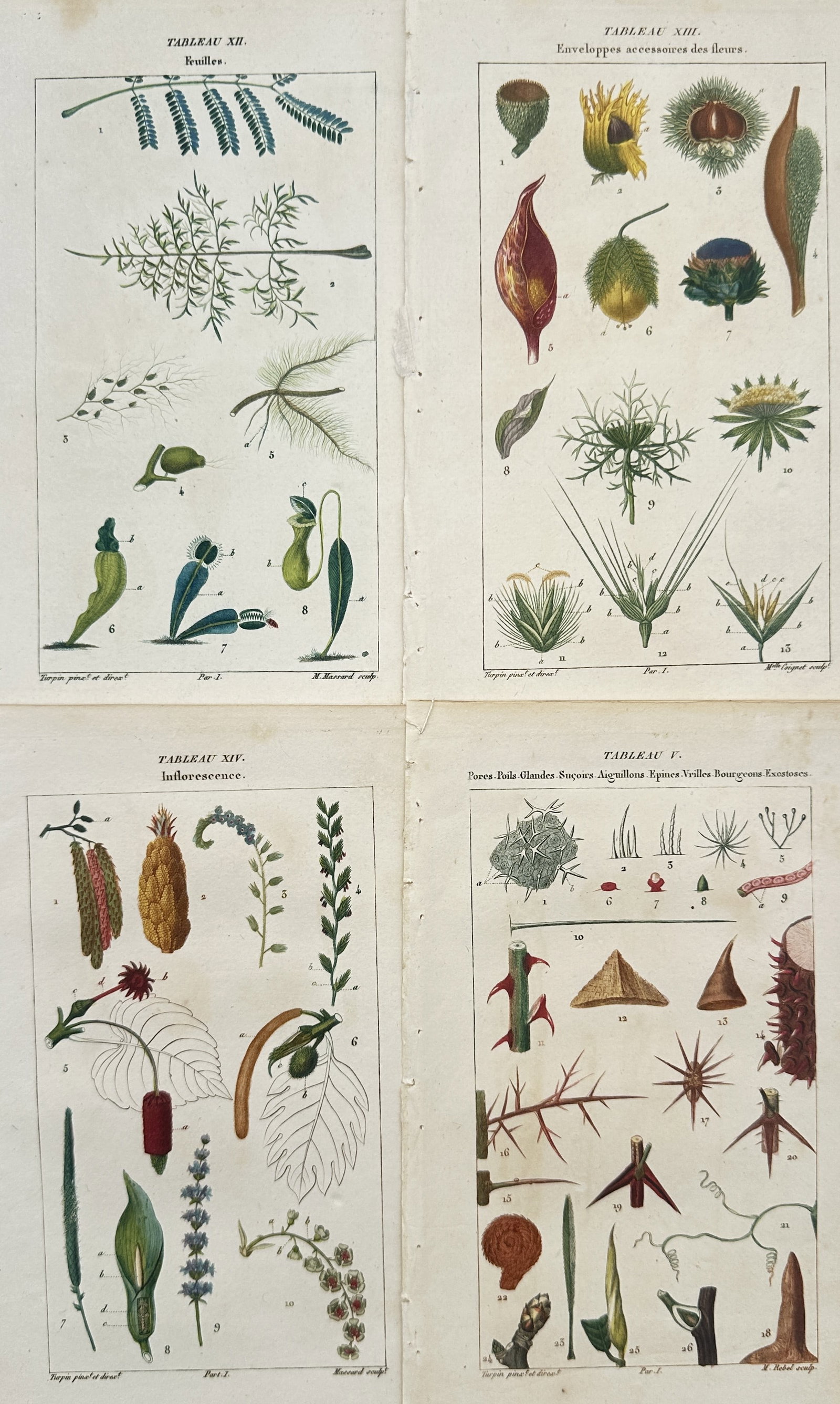 Pierre Jean François Turpin – Set of 4: Scientific Studies of Foliage, Inflorescence (1 of 2)