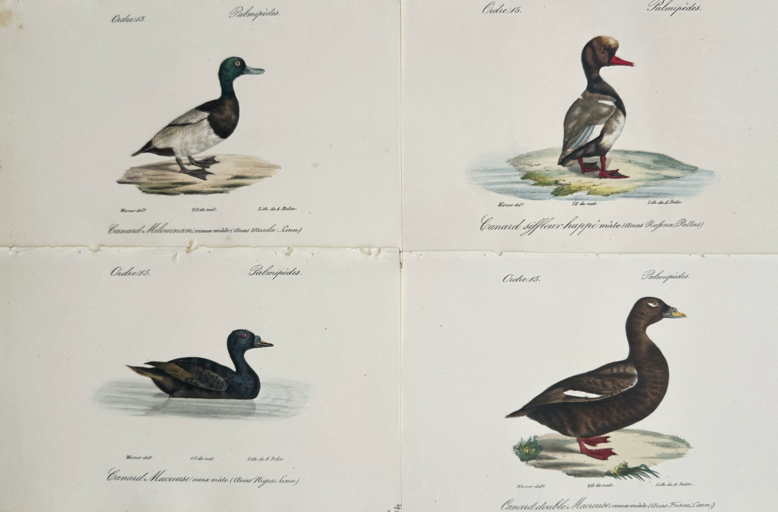 Jean Werner – Set of 4: Ornithological Studies of Ducks and Waterfowl Species – Lithographs (1 of 2)