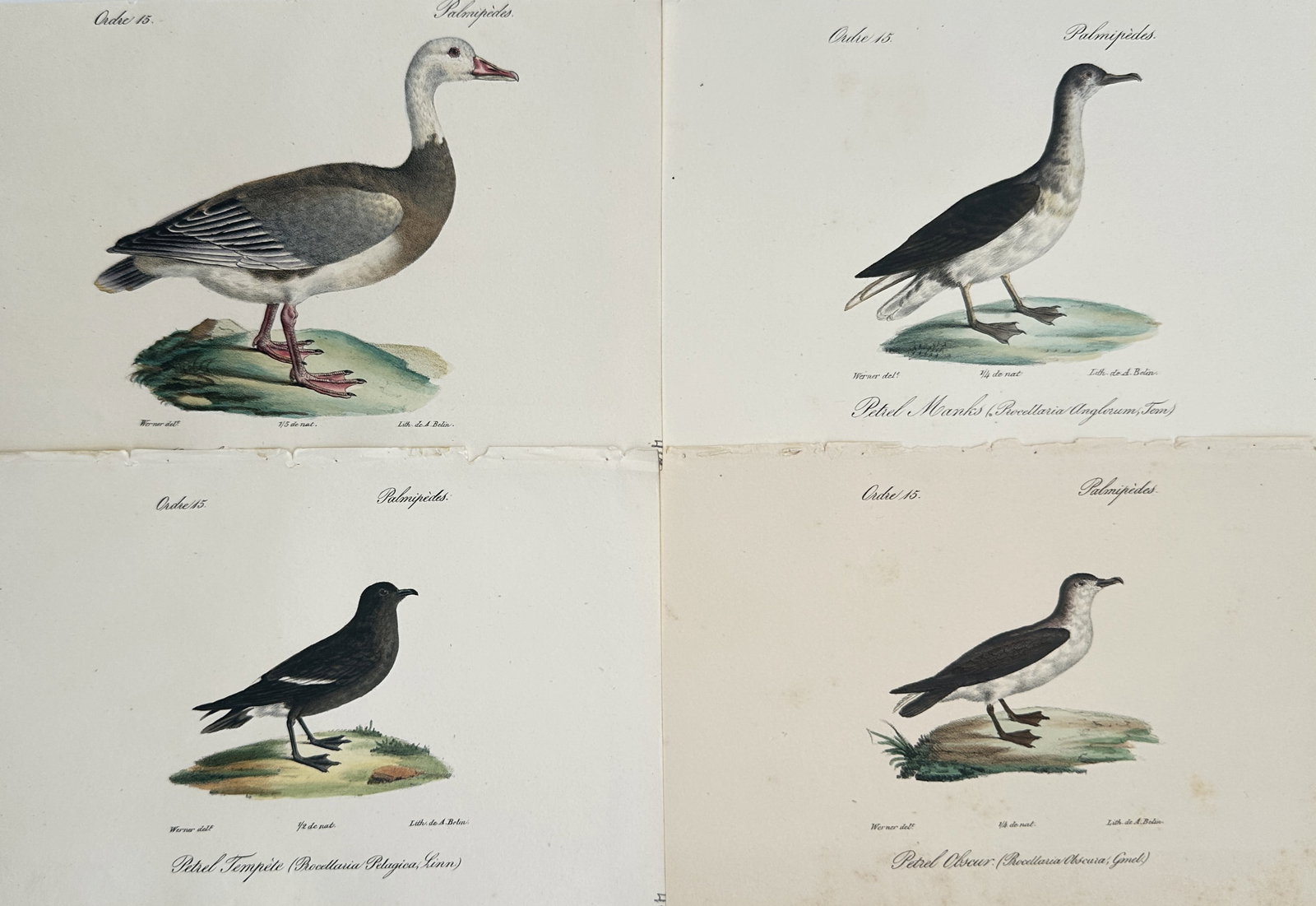 Jean Werner – Set of 4: Ornithological Studies of Petrels and Waterfowl Species – Lithographs (1 of 2)