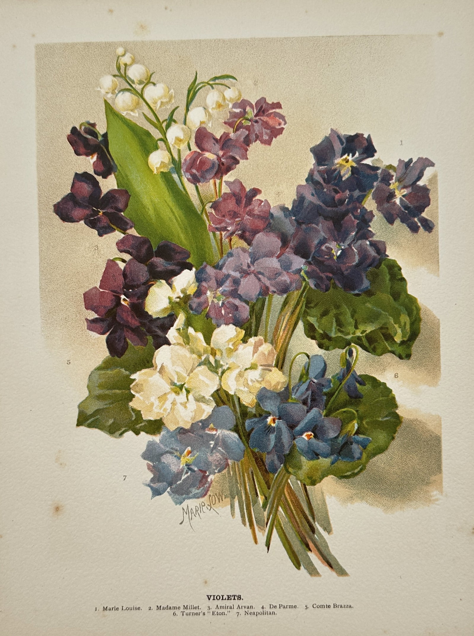 John Wright – Violets – Chromolithograph (1897) (1 of 2)