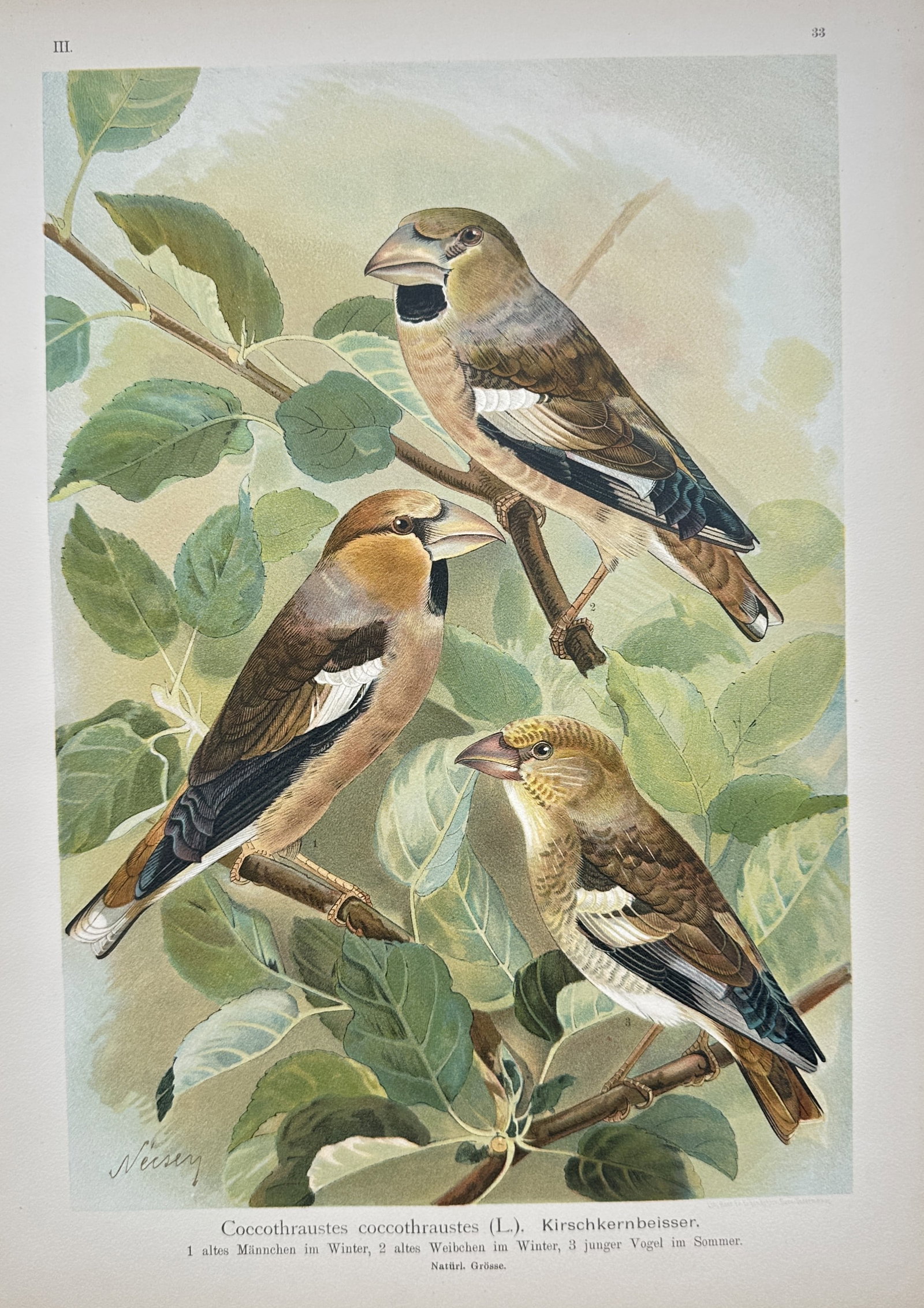 Johann Friedrich Naumann – Hawfinch – Lithograph (19th Century): "Coccothraustes Coccothraustes" is a nineteenth-century lithograph depicting a detailed ornithological study of several hawfinches perched on leafy branches. This scientific print illustrates the dist