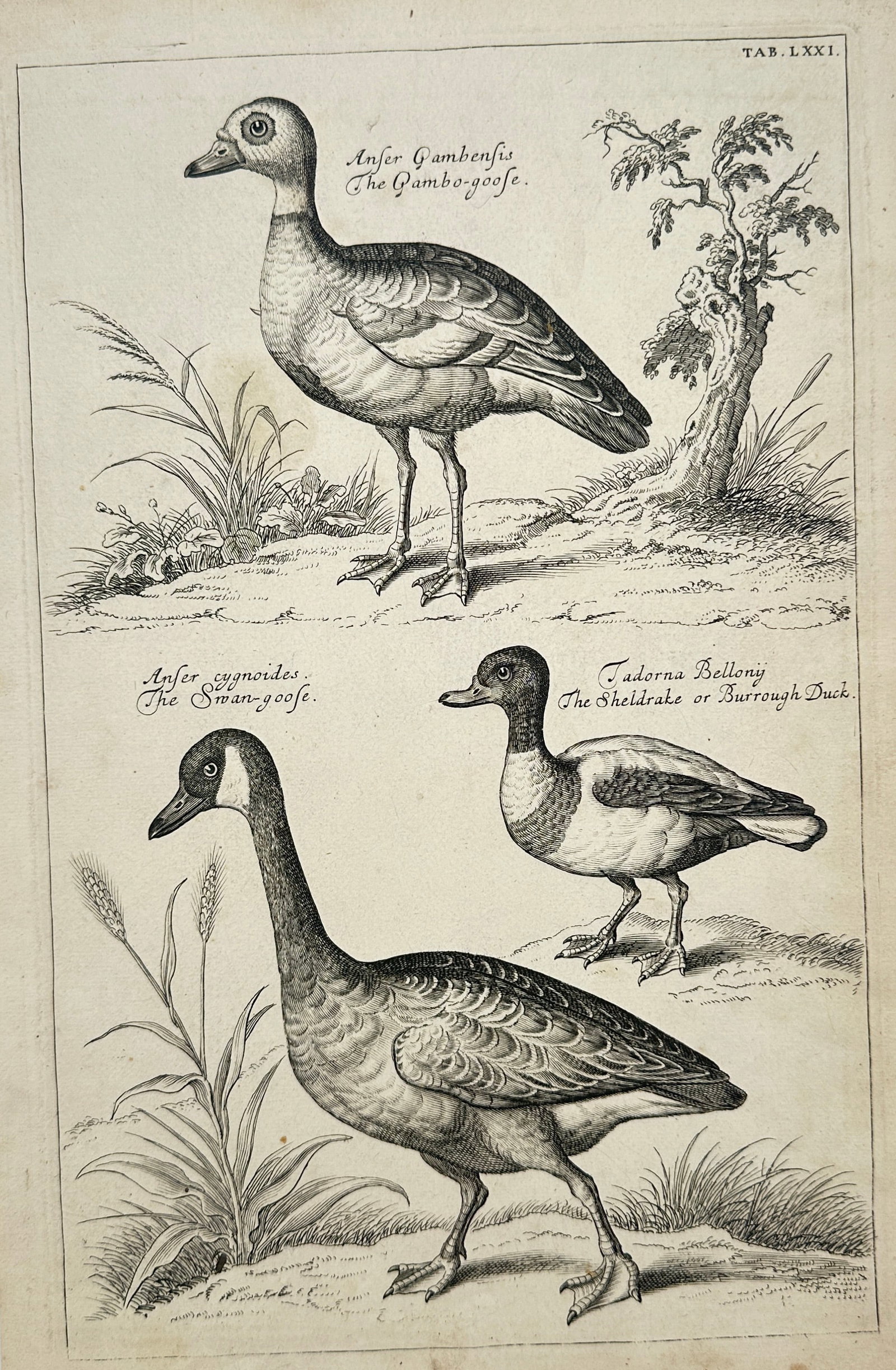 Francis Willughby – Waterfowl and Geese – Engraving (1678) (1 of 2)