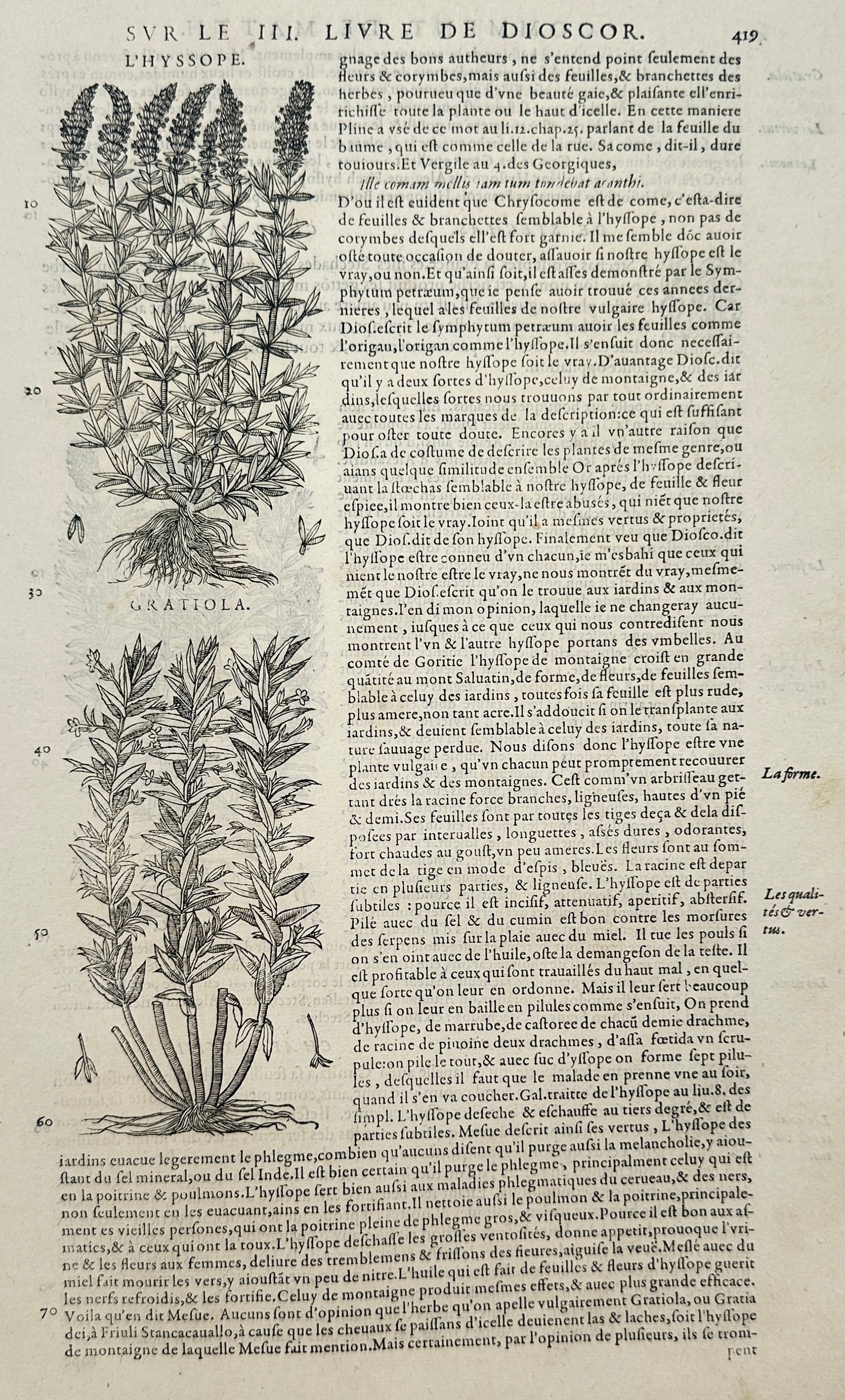 Pietro Andrea Mattioli – Hyssop and Gratiola – Woodcut (16th Century): "L'Hyssope" The print features a botanical illustration displaying two distinct herbal plants, hyssop and gratiola, with detailed root structures, leaves, and flowering stalks integrated alongside blo