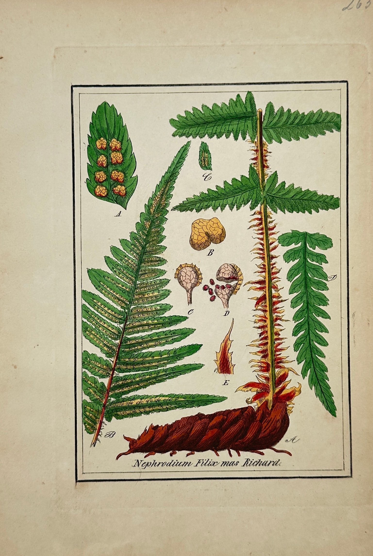 Max Schulze – Male Fern – Lithograph (19th Century) (1 of 2)