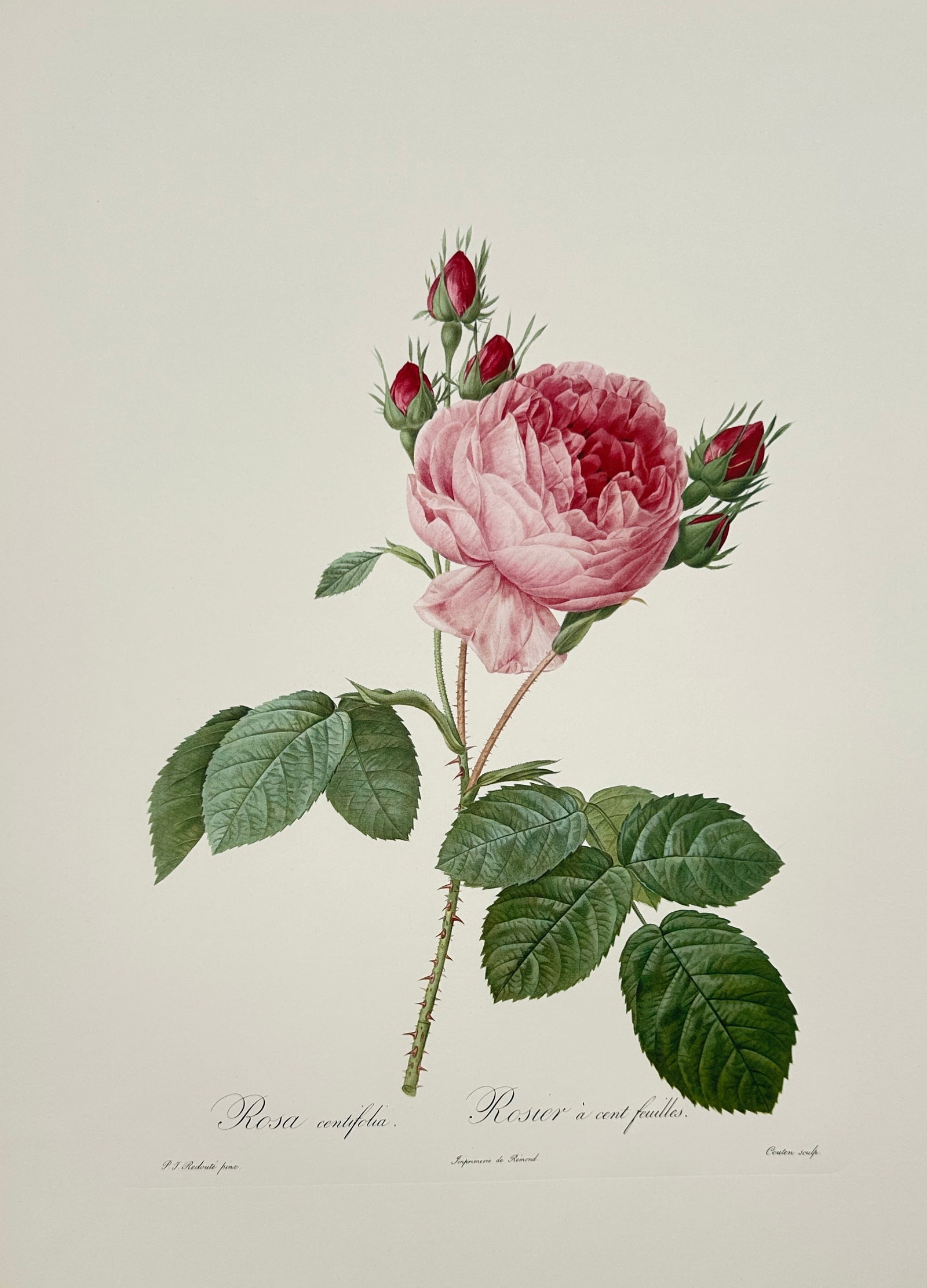 Pierre-Joseph Redouté,after – Cabbage Rose – Offset print (20th Century) (1 of 2)