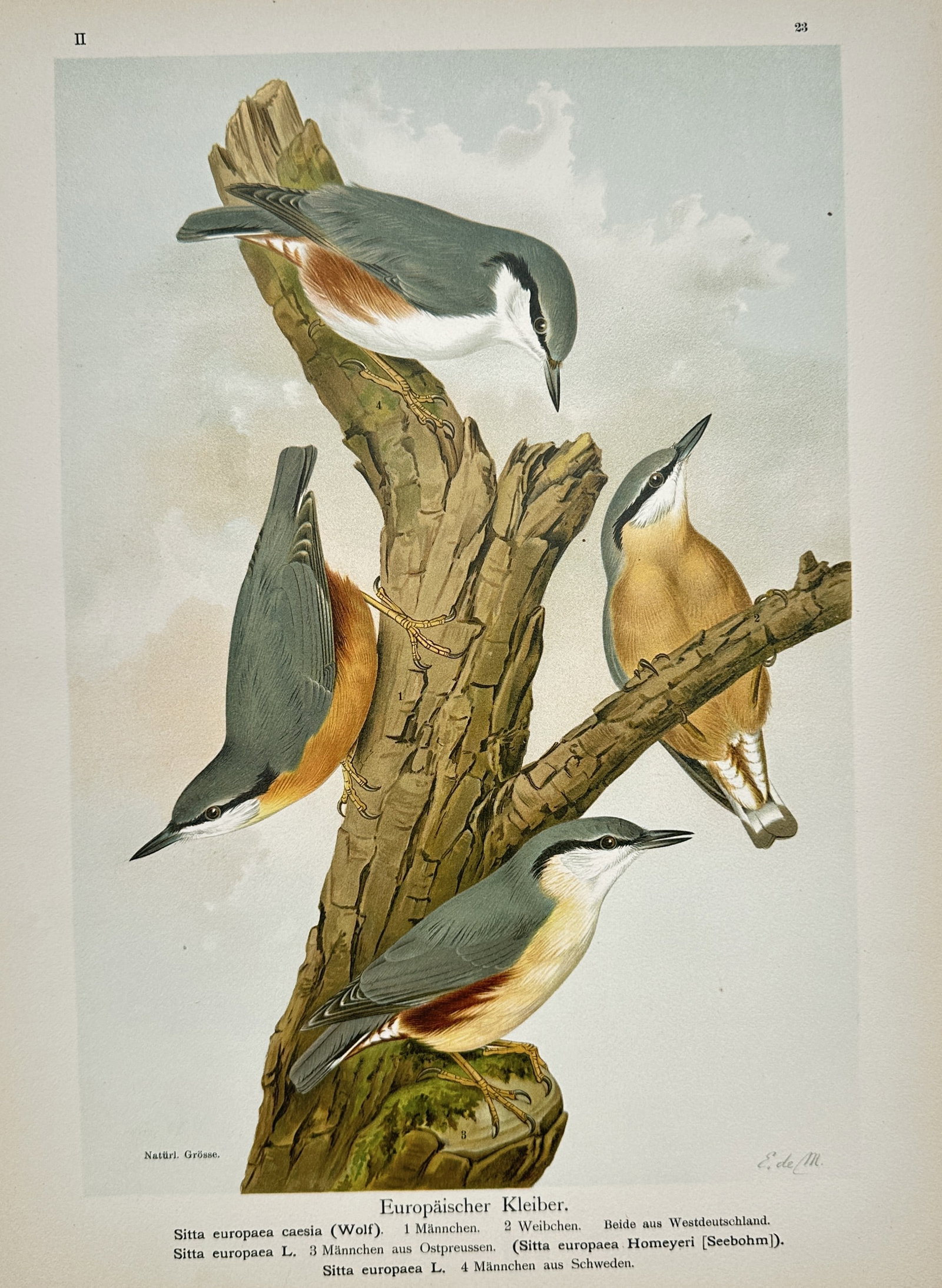 Johann Friedrich Naumann – Ornithological Study of Wood Nuthatch Varieties – Lithograph: "Sitta Europaea" This natural history print illustrates several varieties of the Eurasian nuthatch, showcasing their distinctive blue-grey upperparts and warm buff underparts as they cling to a weathe