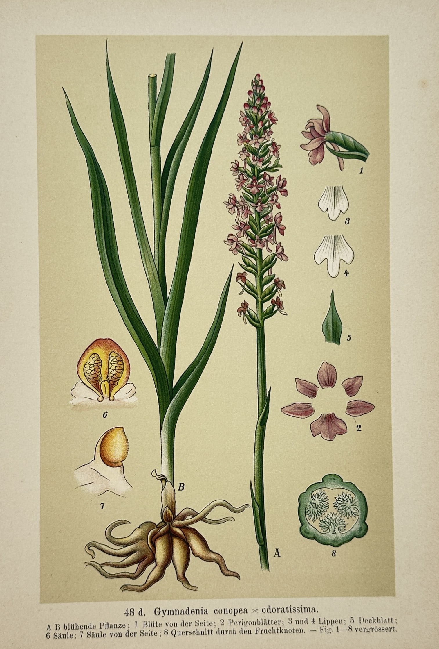 Franz Eugen Köhler – Fragrant Orchid – Chromolithograph (19th Century) (1 of 2)