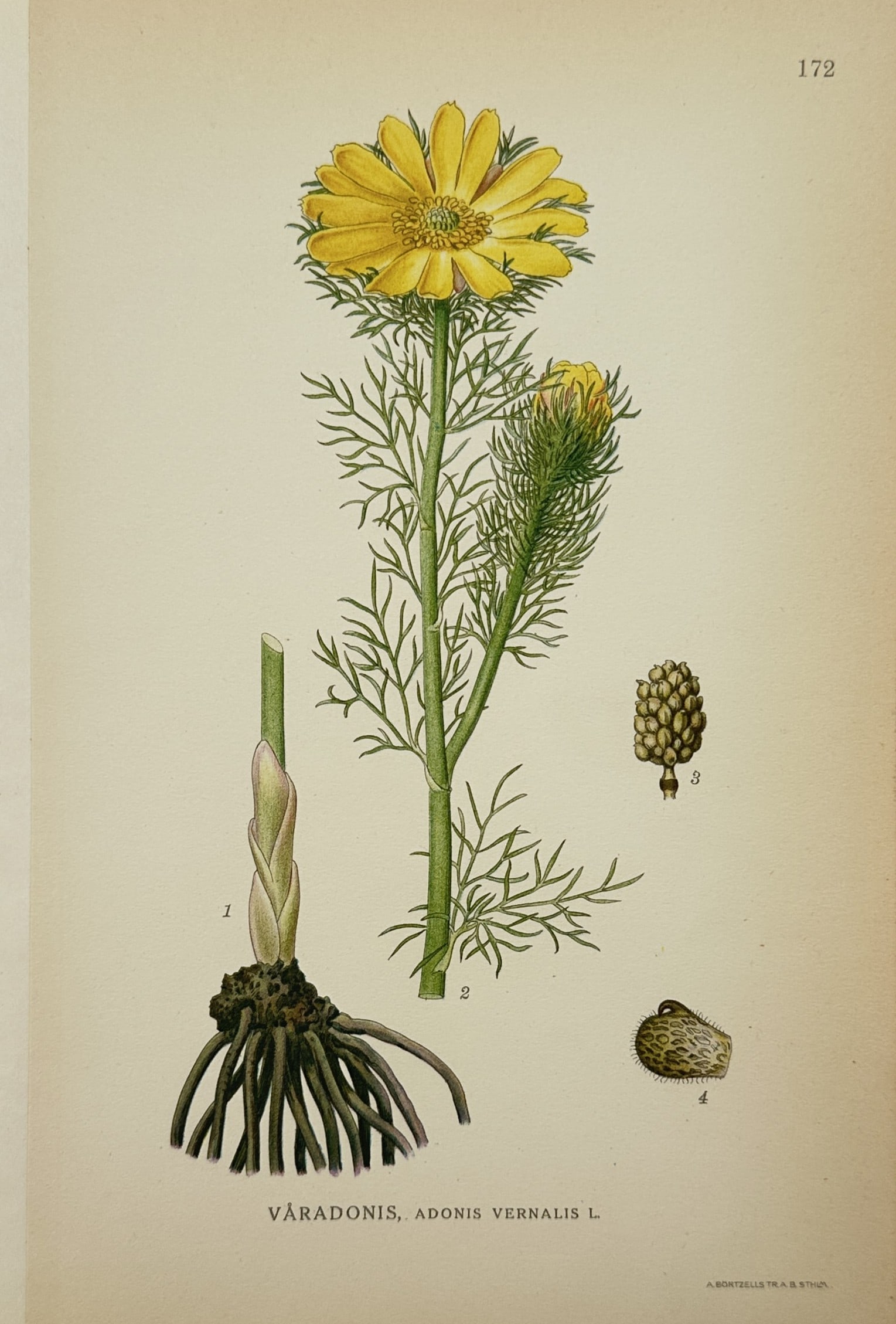 Carl Axel Magnus Lindman – Pheasant's Eye – Lithograph (20th Century): "Pheasant's Eye" The lithograph features a botanical illustration showcasing the fibrous root system, feathery foliage, and a prominent yellow blossom of a flowering plant alongside detailed dissectio